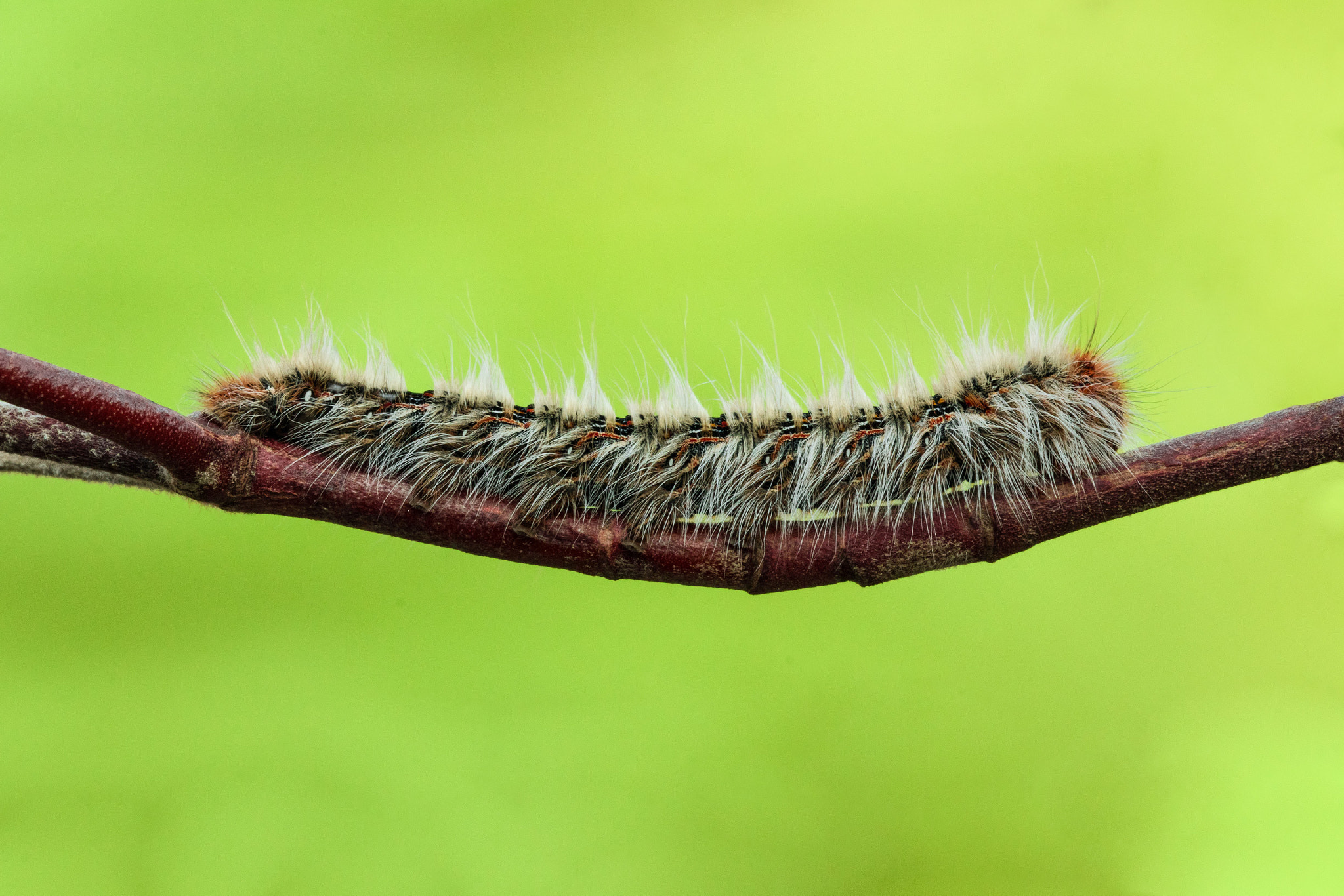 Sigma 150mm f/2.8 EX DG OS HSM APO Macro sample photo. Swing photography