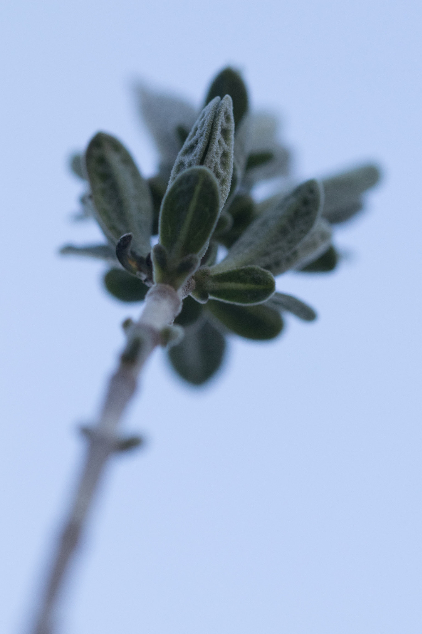 Sigma 150mm f/2.8 EX DG OS HSM APO Macro sample photo. Up where we belong photography
