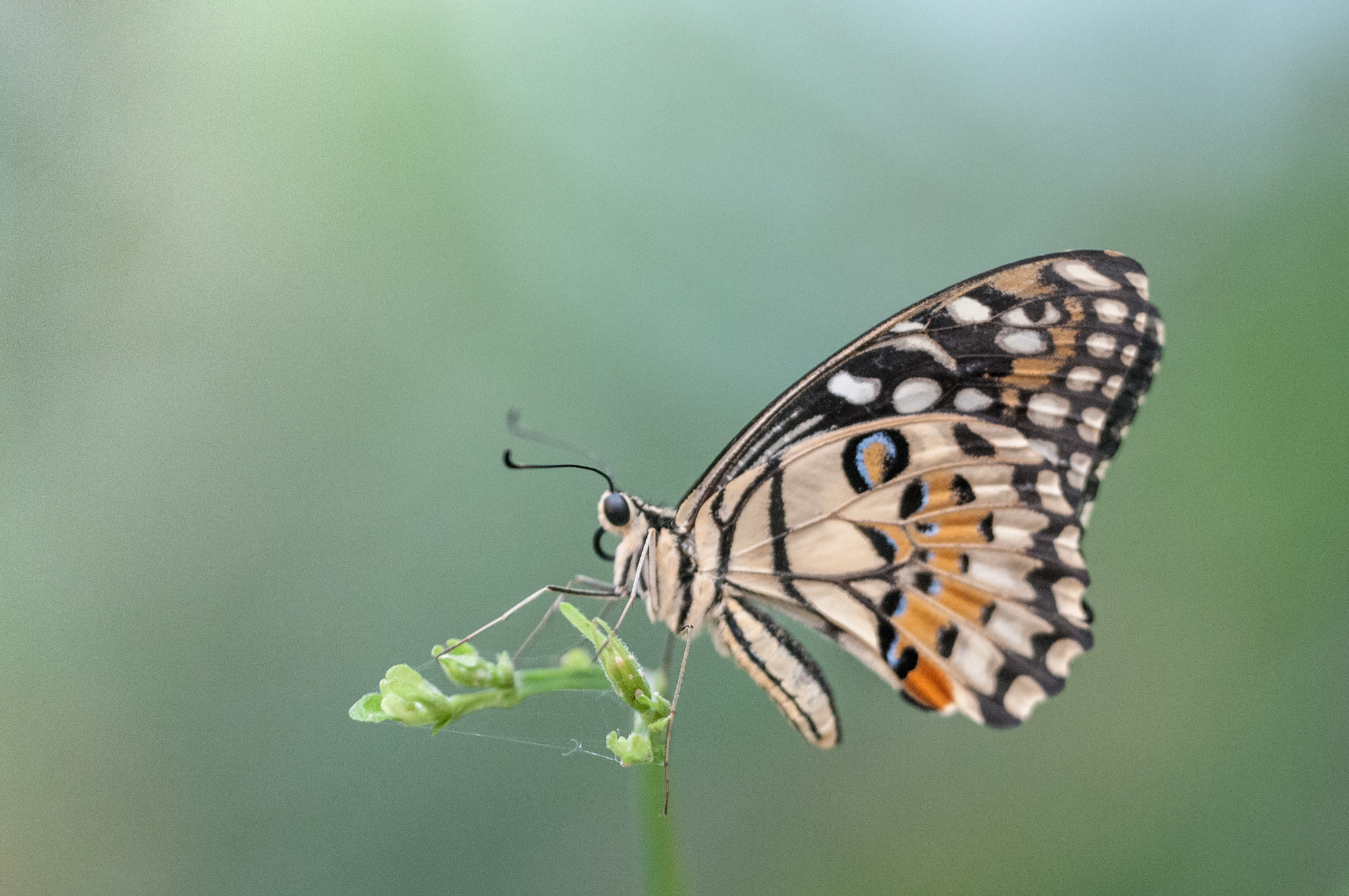 Sigma 150mm F2.8 EX DG OS Macro HSM sample photo. Papilio demoleus photography