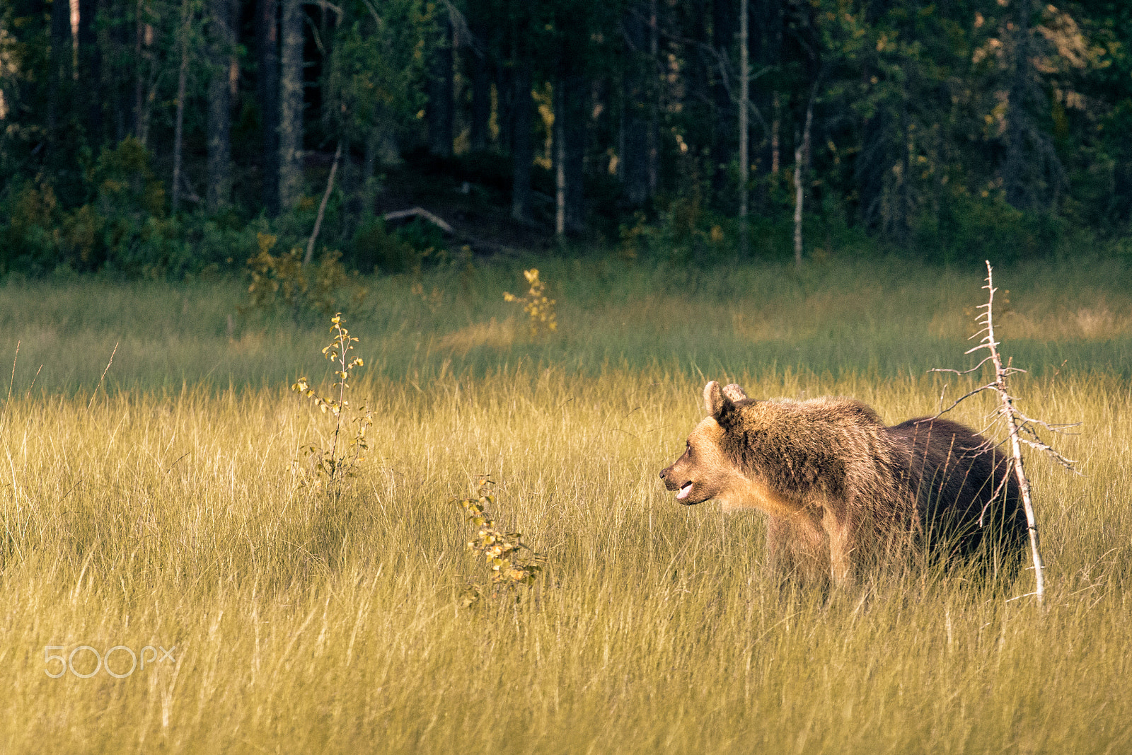 Canon EOS 60D sample photo. Mother bear in meadow while sunset photography