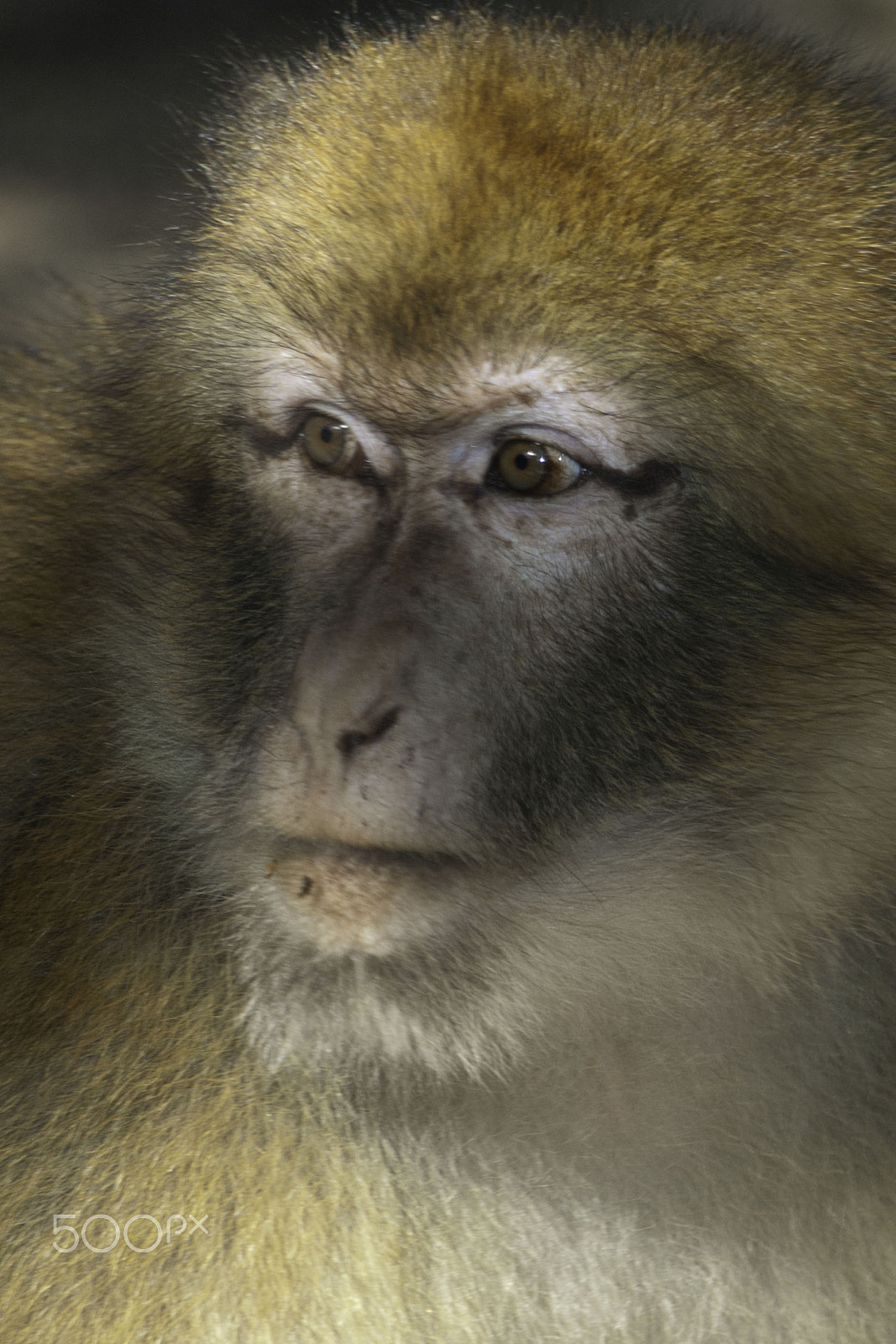 Olympus Zuiko Digital ED 40-150mm F4.0-5.6 sample photo. Monkey photography