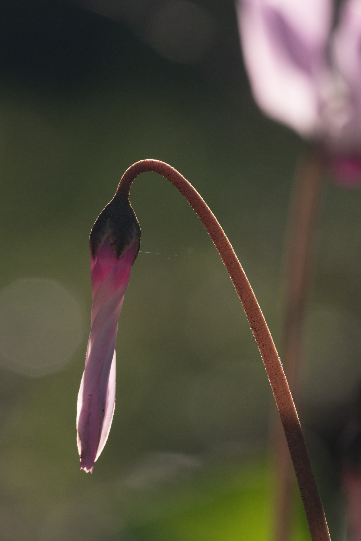 Sigma 150mm f/2.8 EX DG OS HSM APO Macro sample photo. Prayer photography