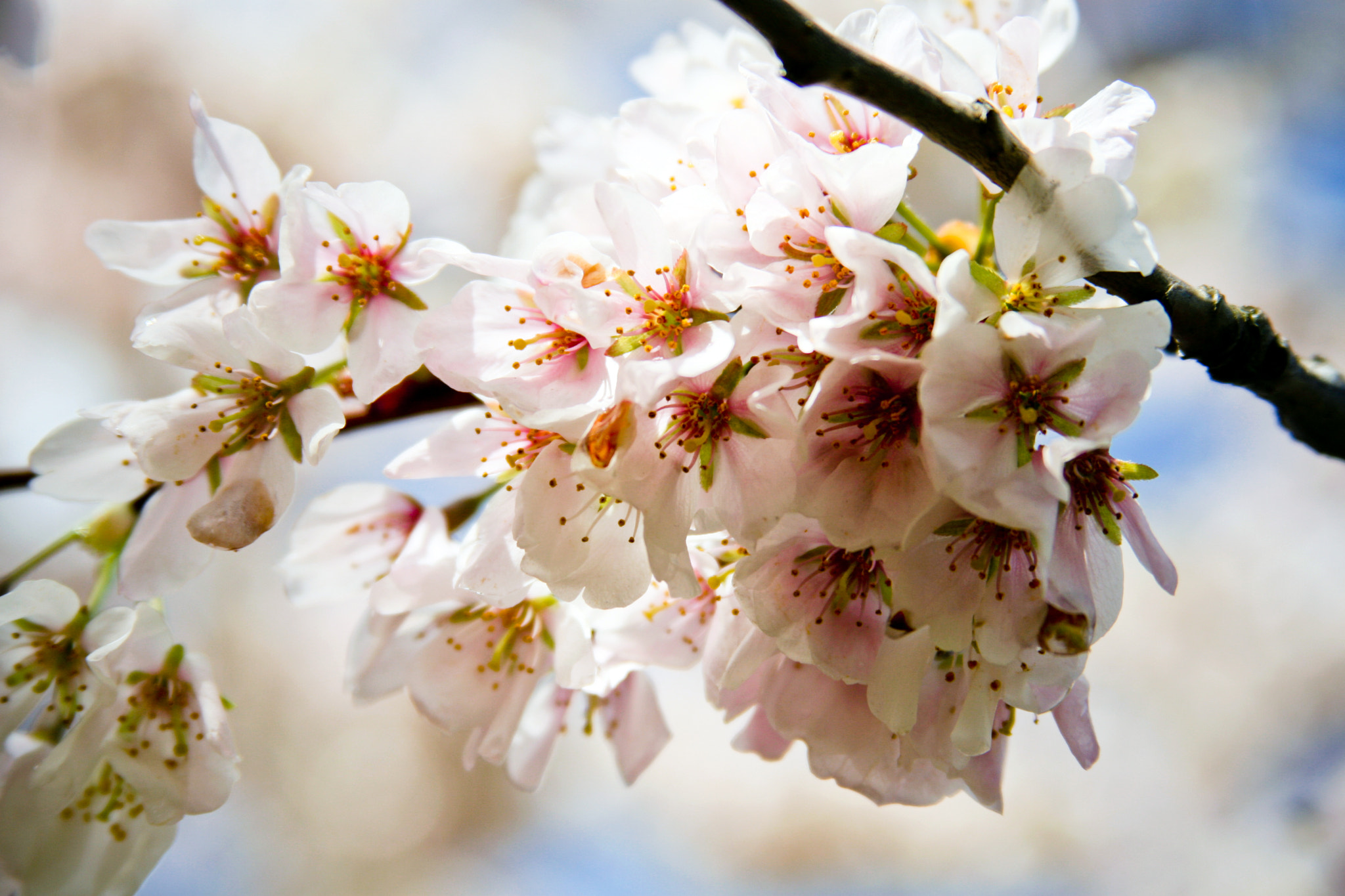 Canon EF 28-135mm F3.5-5.6 IS USM sample photo. 花開け photography