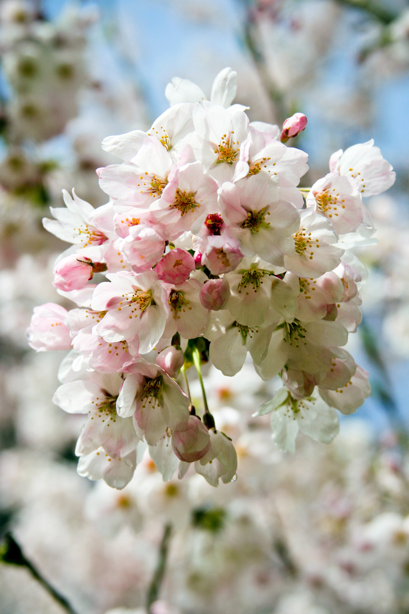 Canon EF 28-135mm F3.5-5.6 IS USM sample photo. 桜のような君でした photography