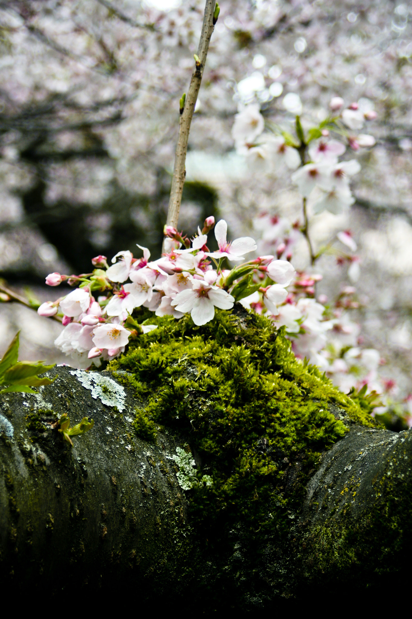 Canon EOS 30D + EF35-80mm f/4-5.6 sample photo. サクラ咲け photography