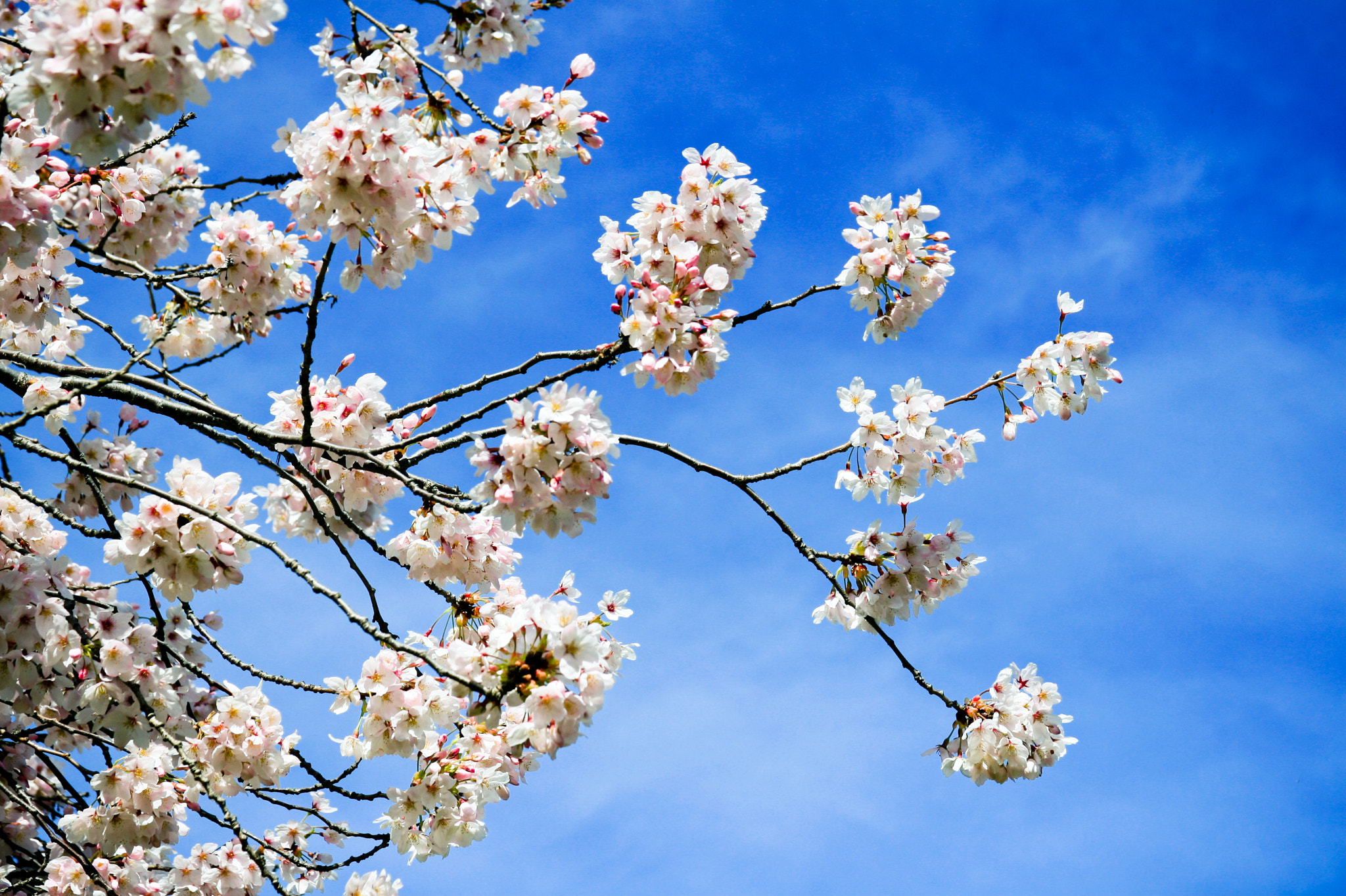 Canon EF 28-135mm F3.5-5.6 IS USM sample photo. Sakuraドロップス photography
