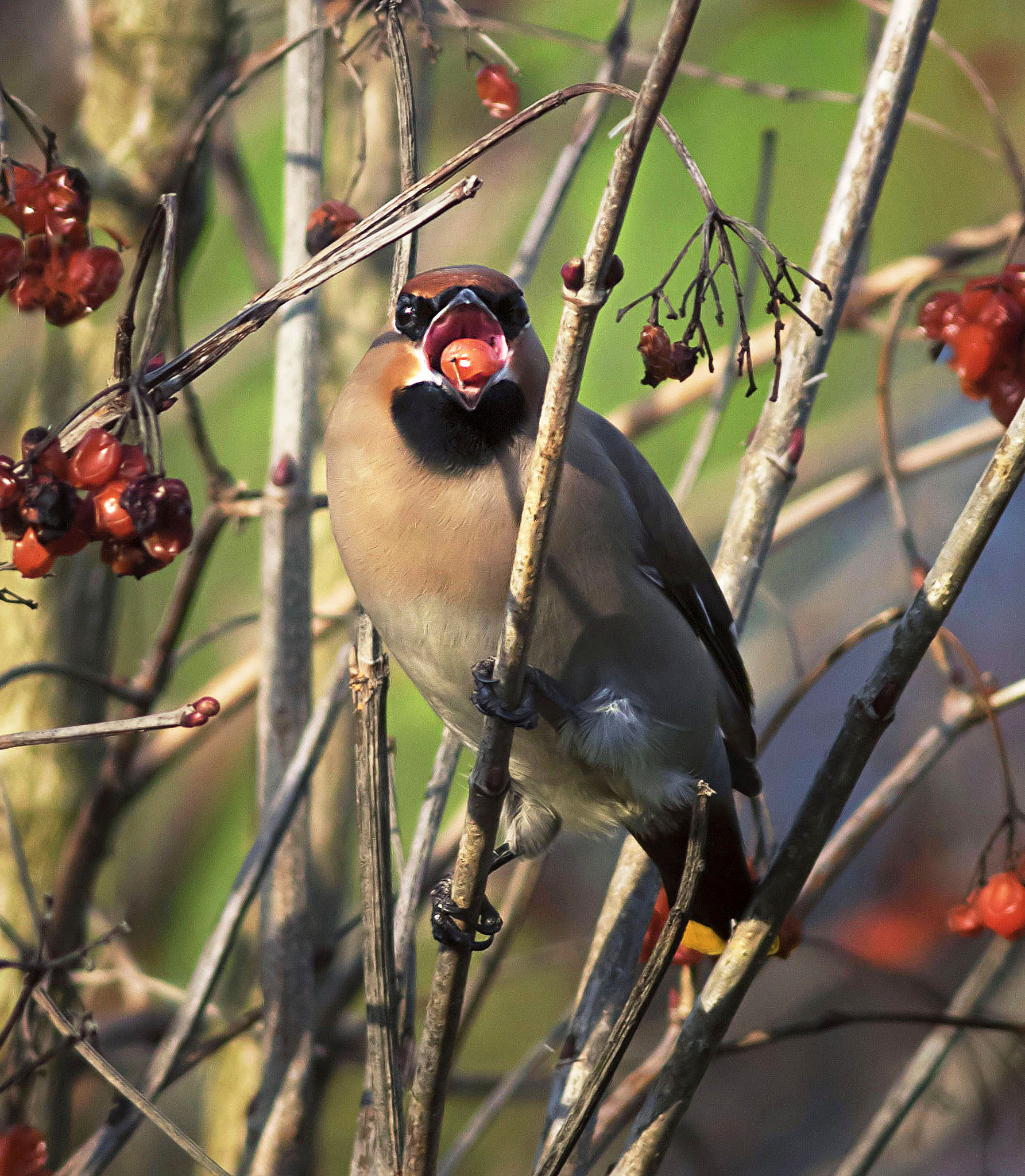 Canon EF 400mm F5.6L USM sample photo. Bohemian waxwing enjoying a berry photography