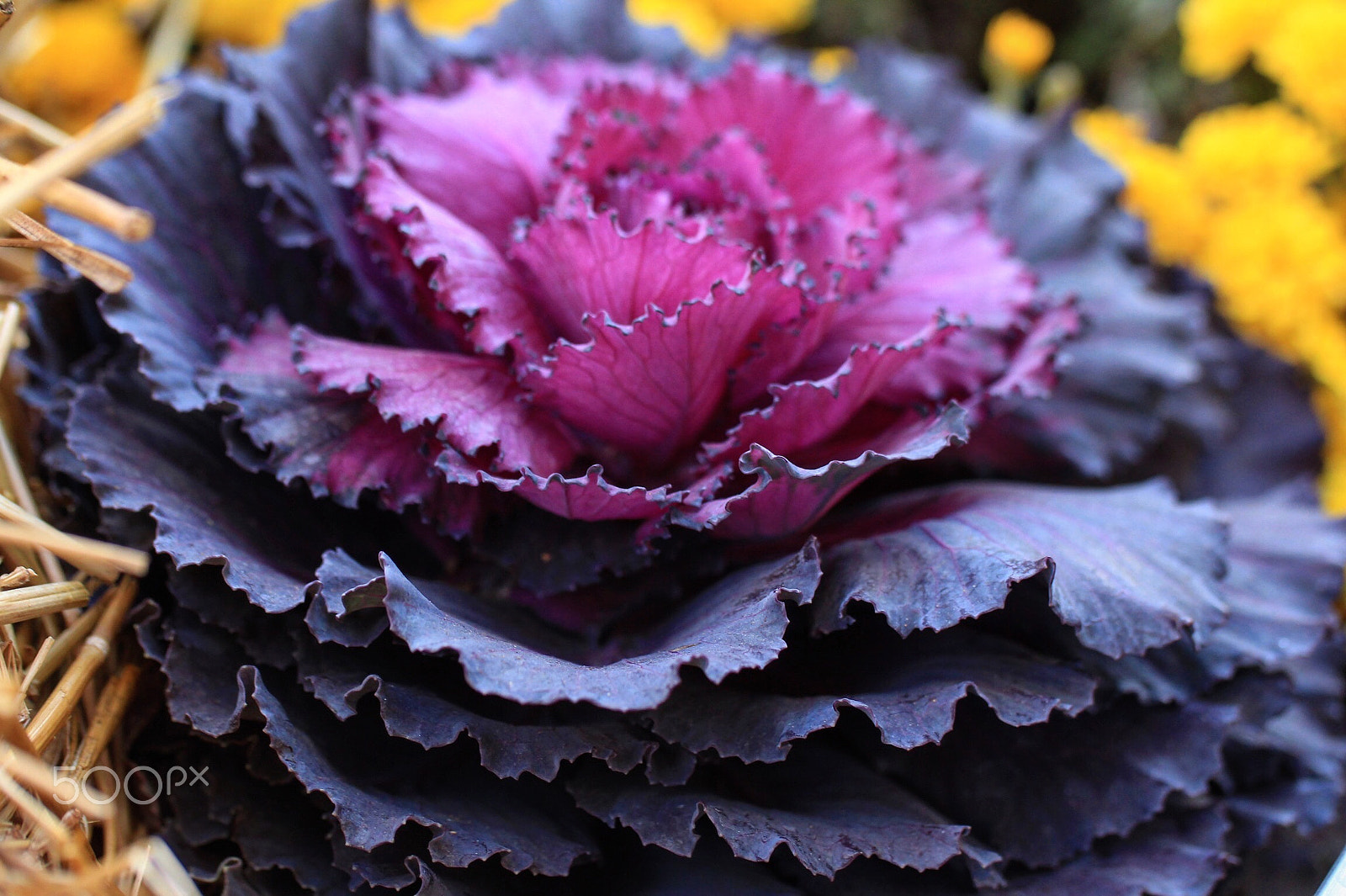 Tamron SP AF 60mm F2 Di II LD IF Macro sample photo. Ornamental kale photography