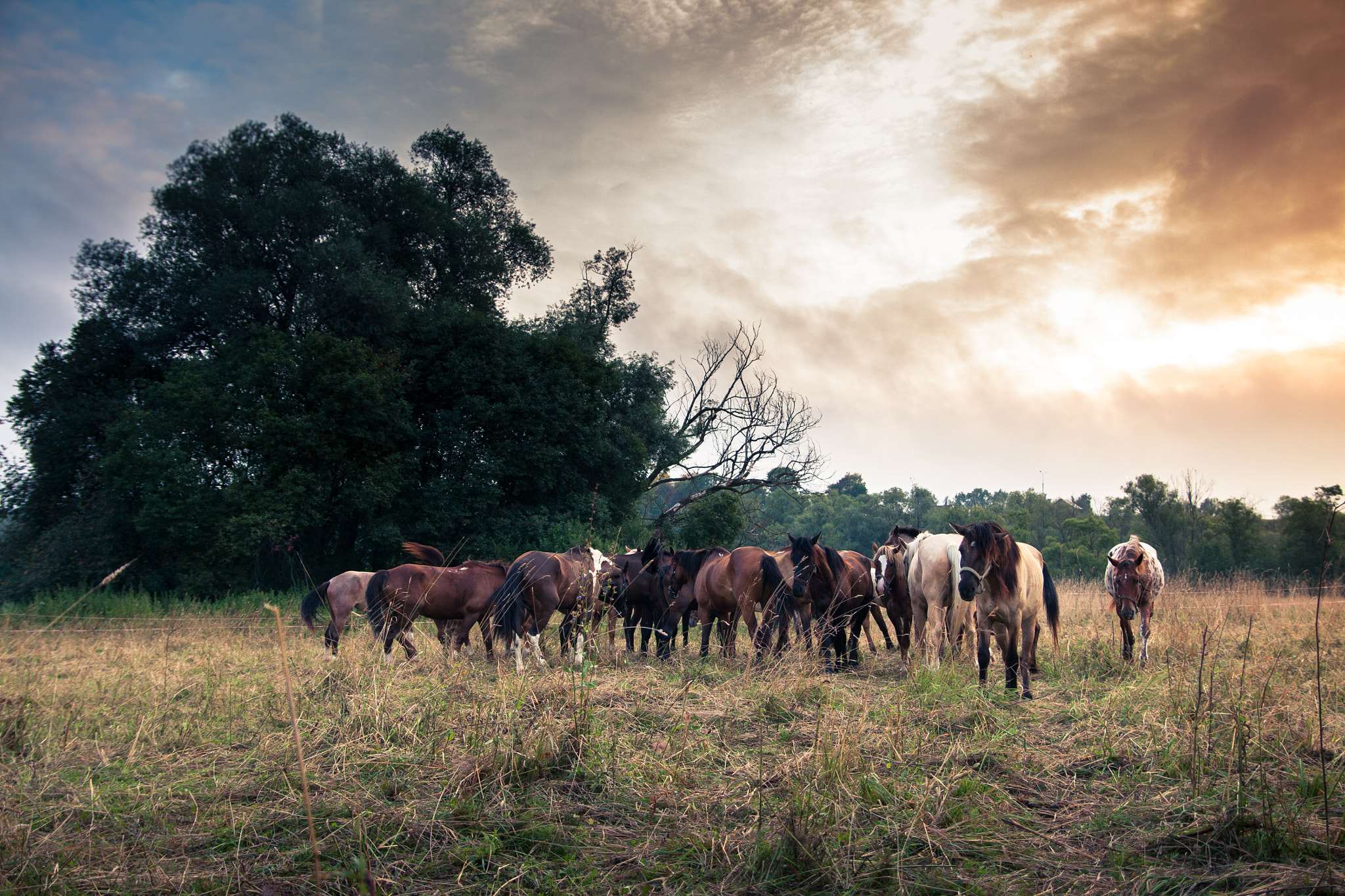 Canon EOS 50D sample photo. Sunrise with horses photography
