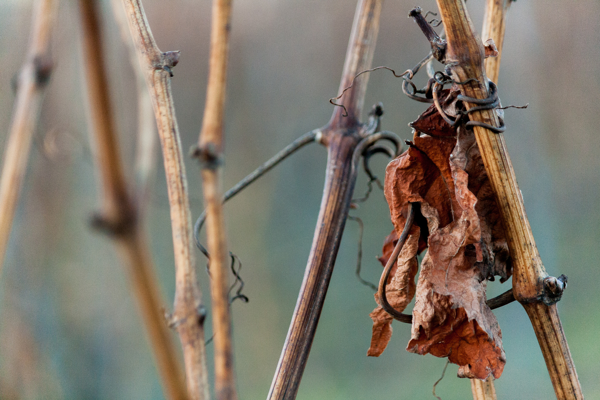 Canon EF-S 55-250mm F4-5.6 IS sample photo. Autumn in winter photography