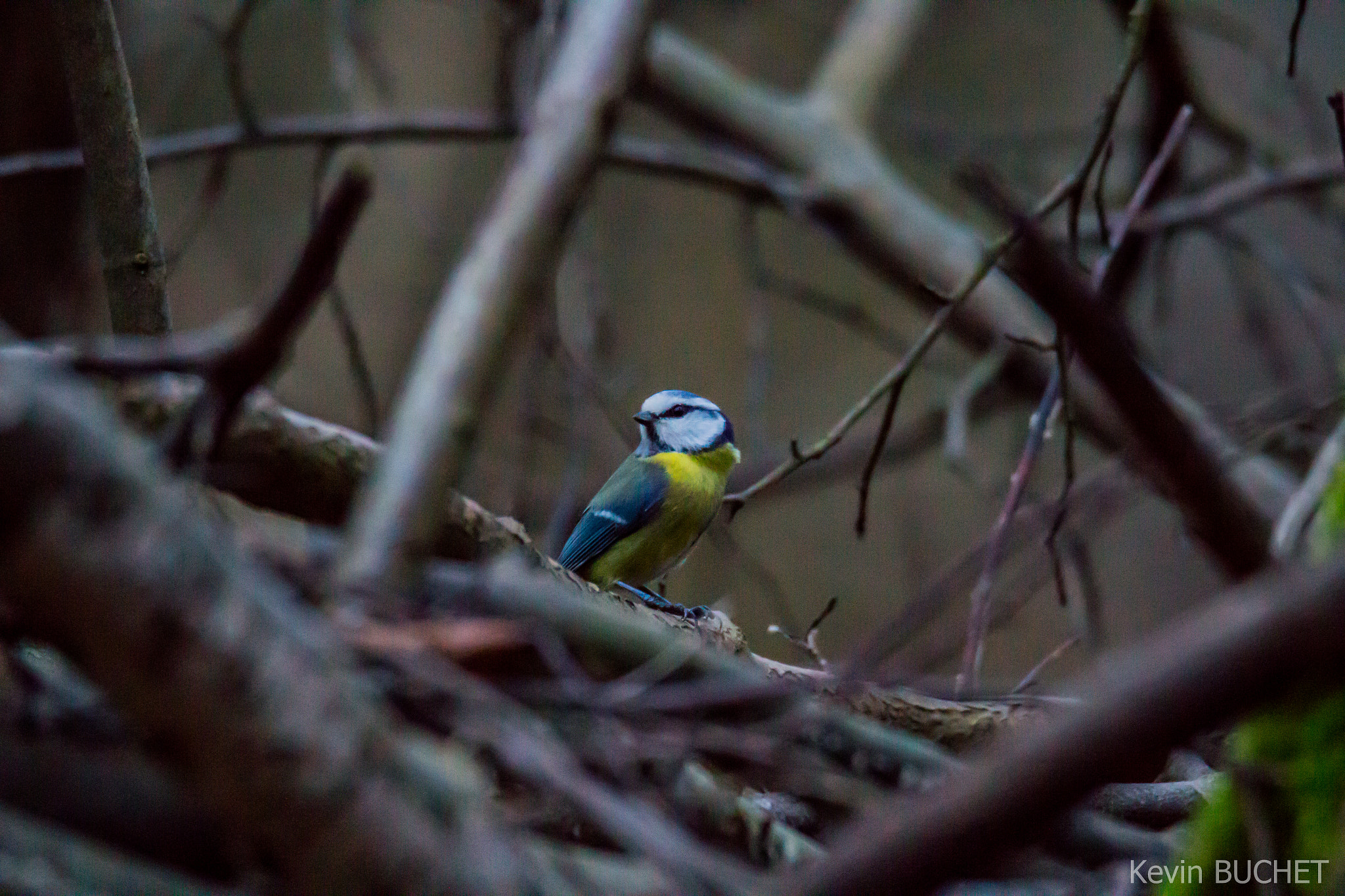 Tamron SP 150-600mm F5-6.3 Di VC USD sample photo. Broken neck photography