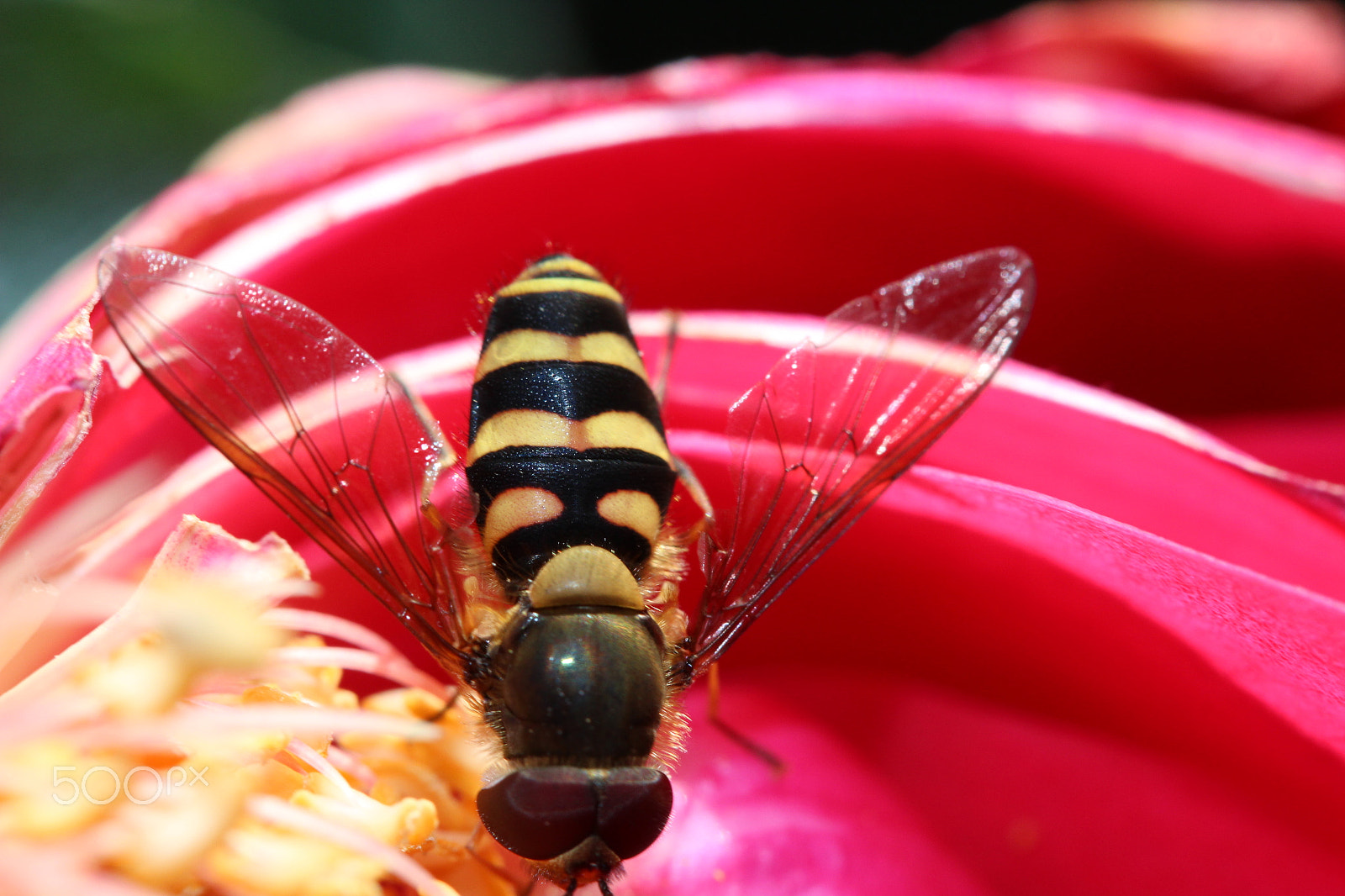 Canon EF-S 60mm F2.8 Macro USM sample photo. Bumble bee photography