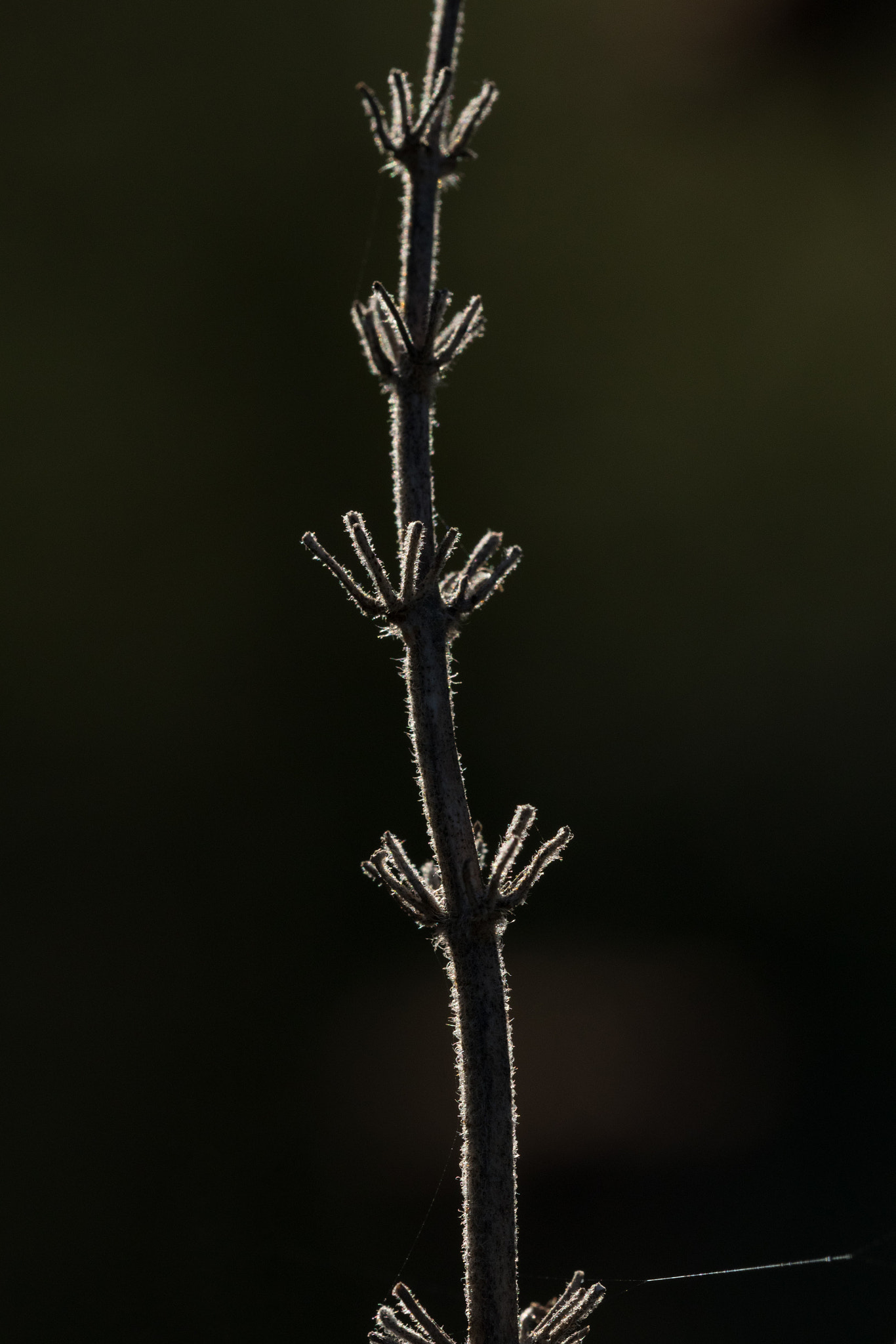 Sigma 150mm f/2.8 EX DG OS HSM APO Macro sample photo. Raising from the darkness photography
