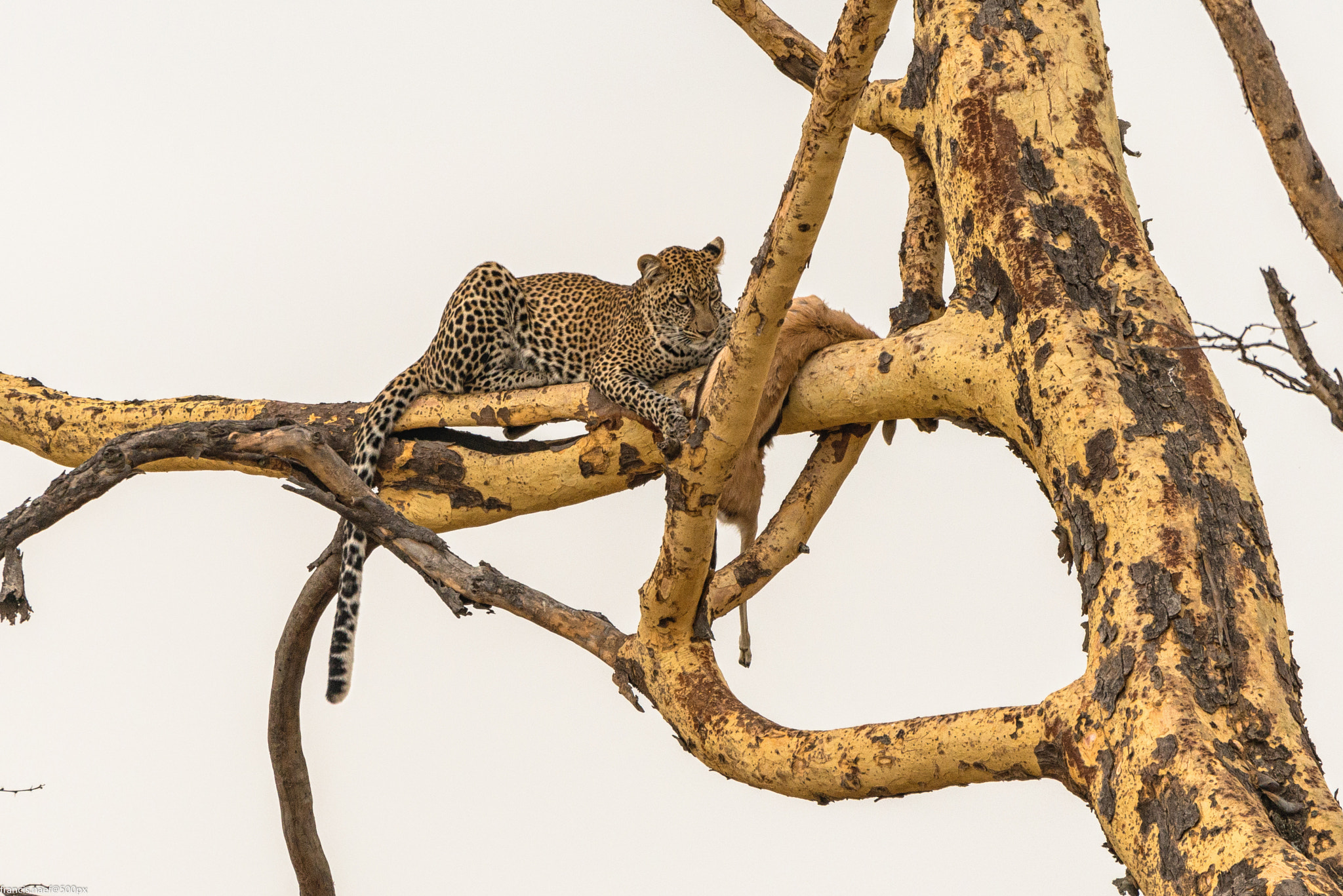 Sigma 150-600mm F5-6.3 DG OS HSM | S sample photo. Leopard and prey photography