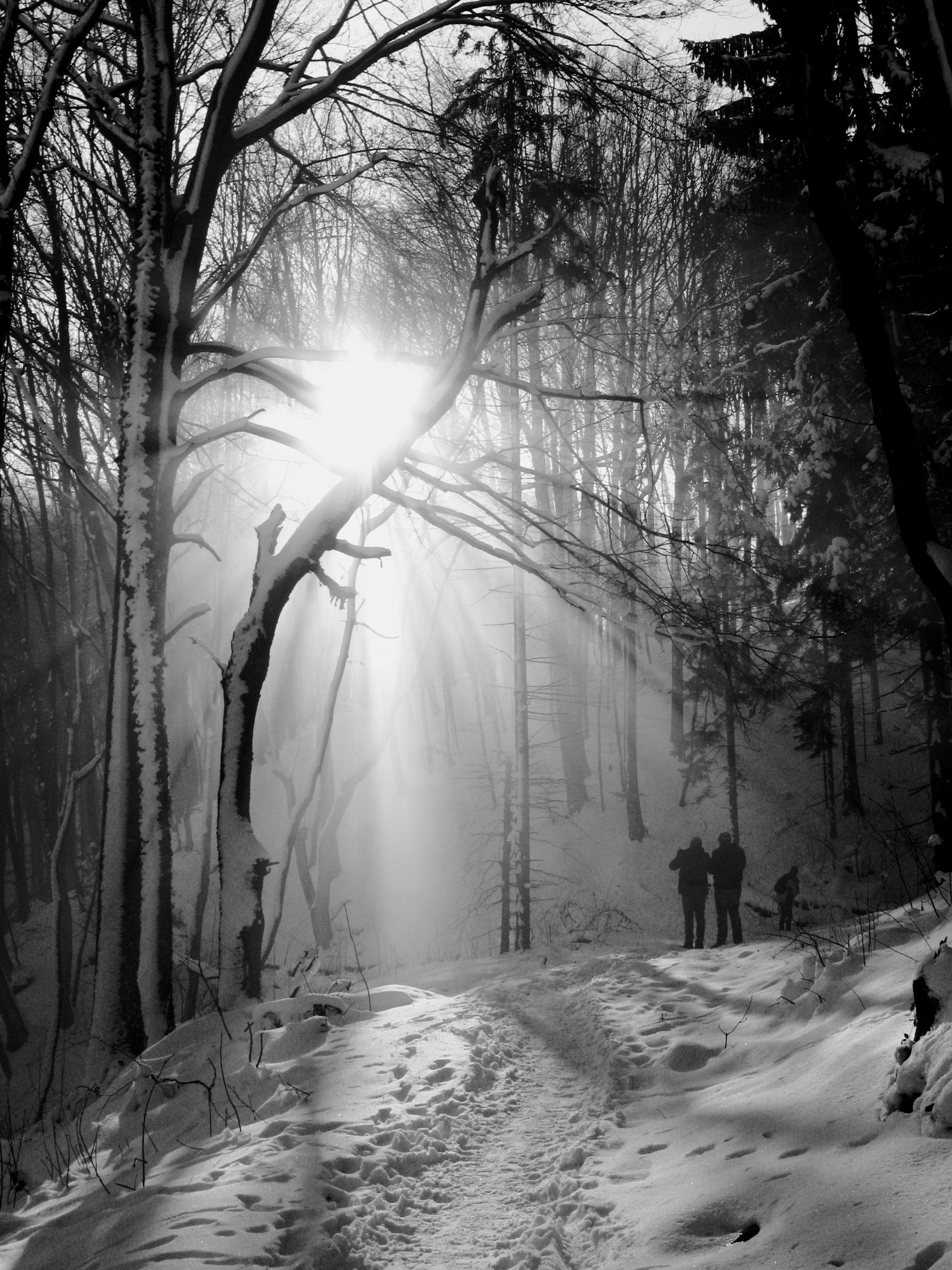 Canon POWERSHOT G7 sample photo. Sun and the forest photography