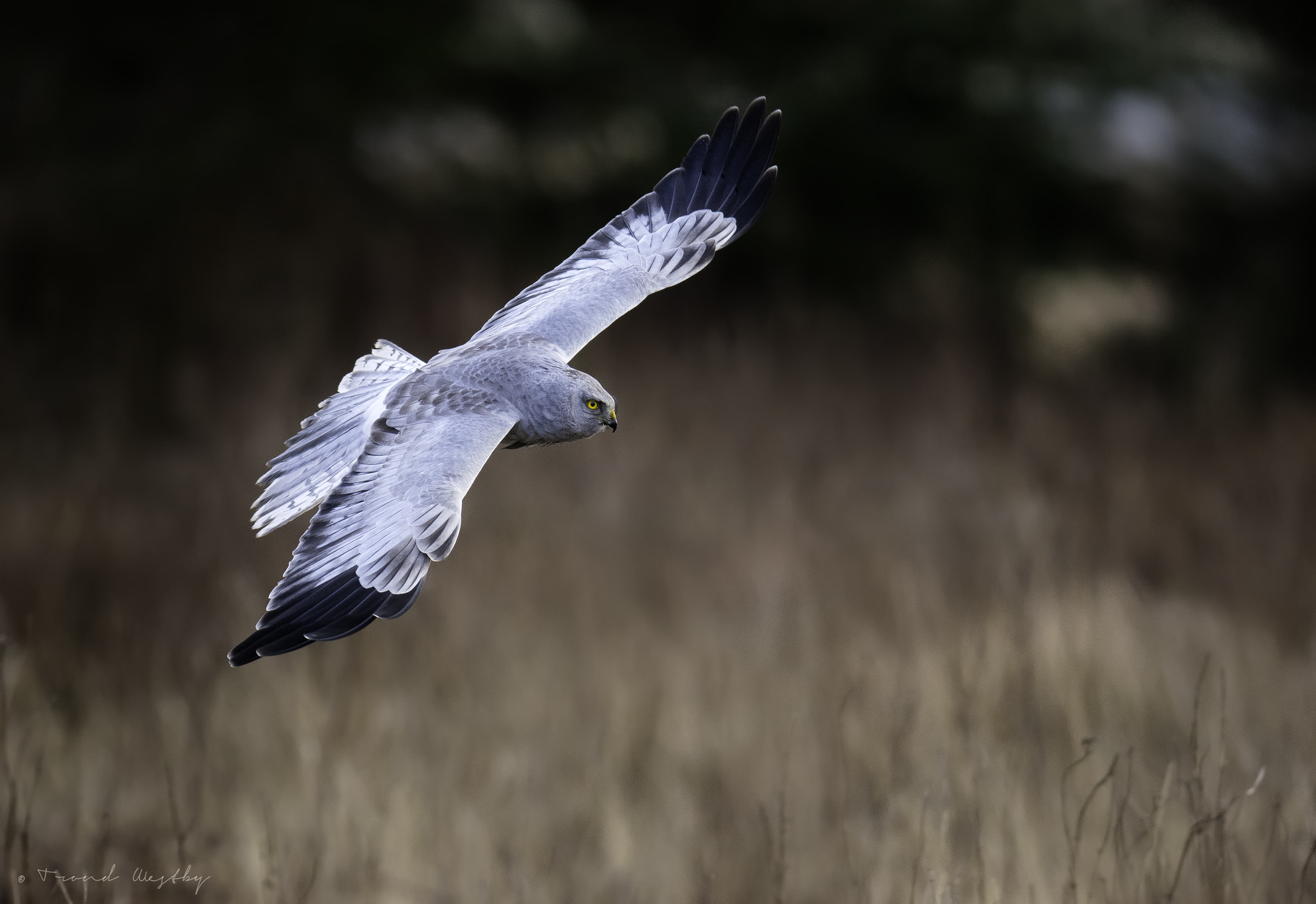 Nikon AF-S Nikkor 300mm F2.8G ED VR II sample photo. Hen harrier photography