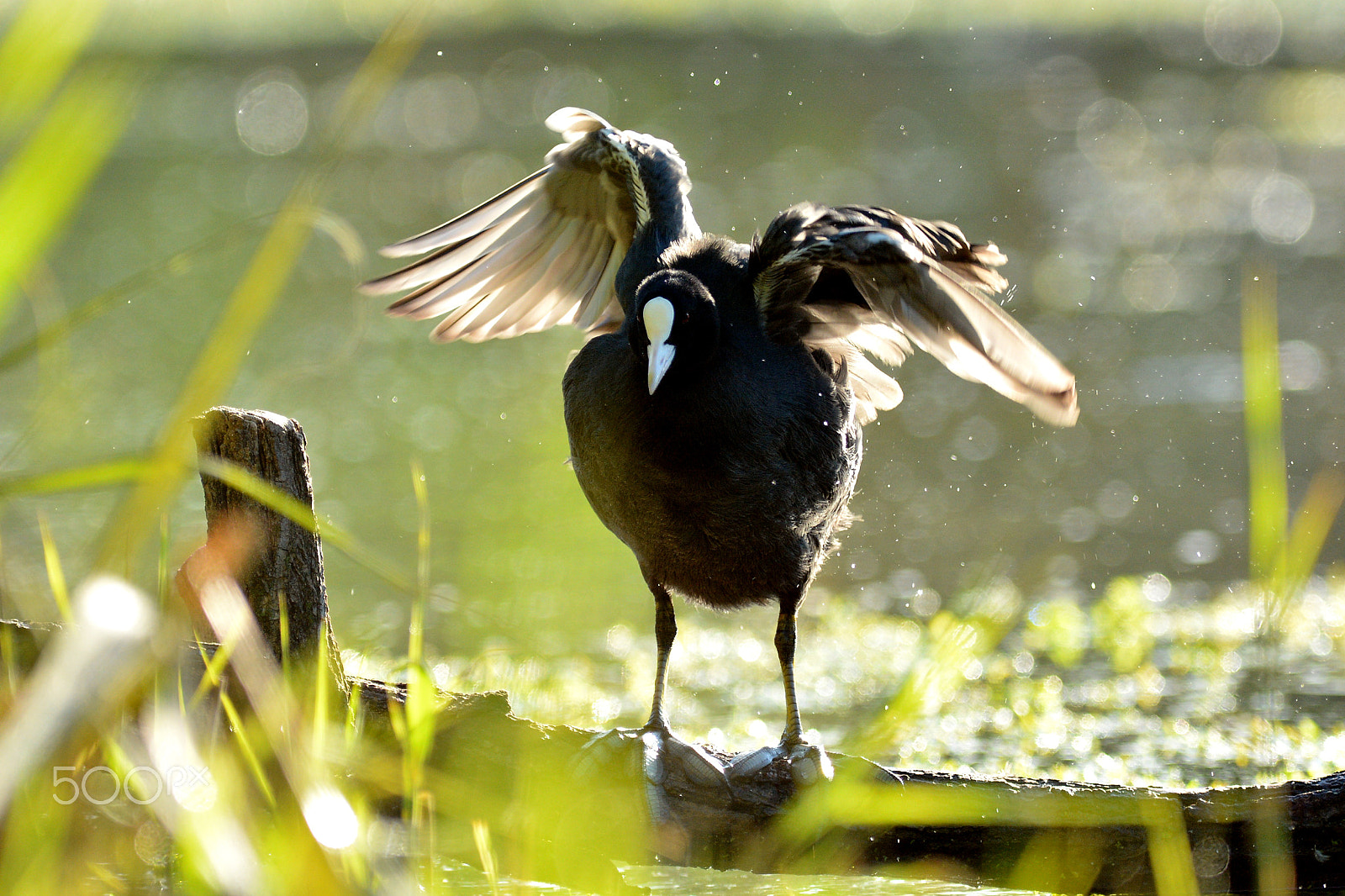 Nikon D7100 + Nikon AF-S Nikkor 300mm F2.8G ED-IF VR sample photo. Luce in natura photography