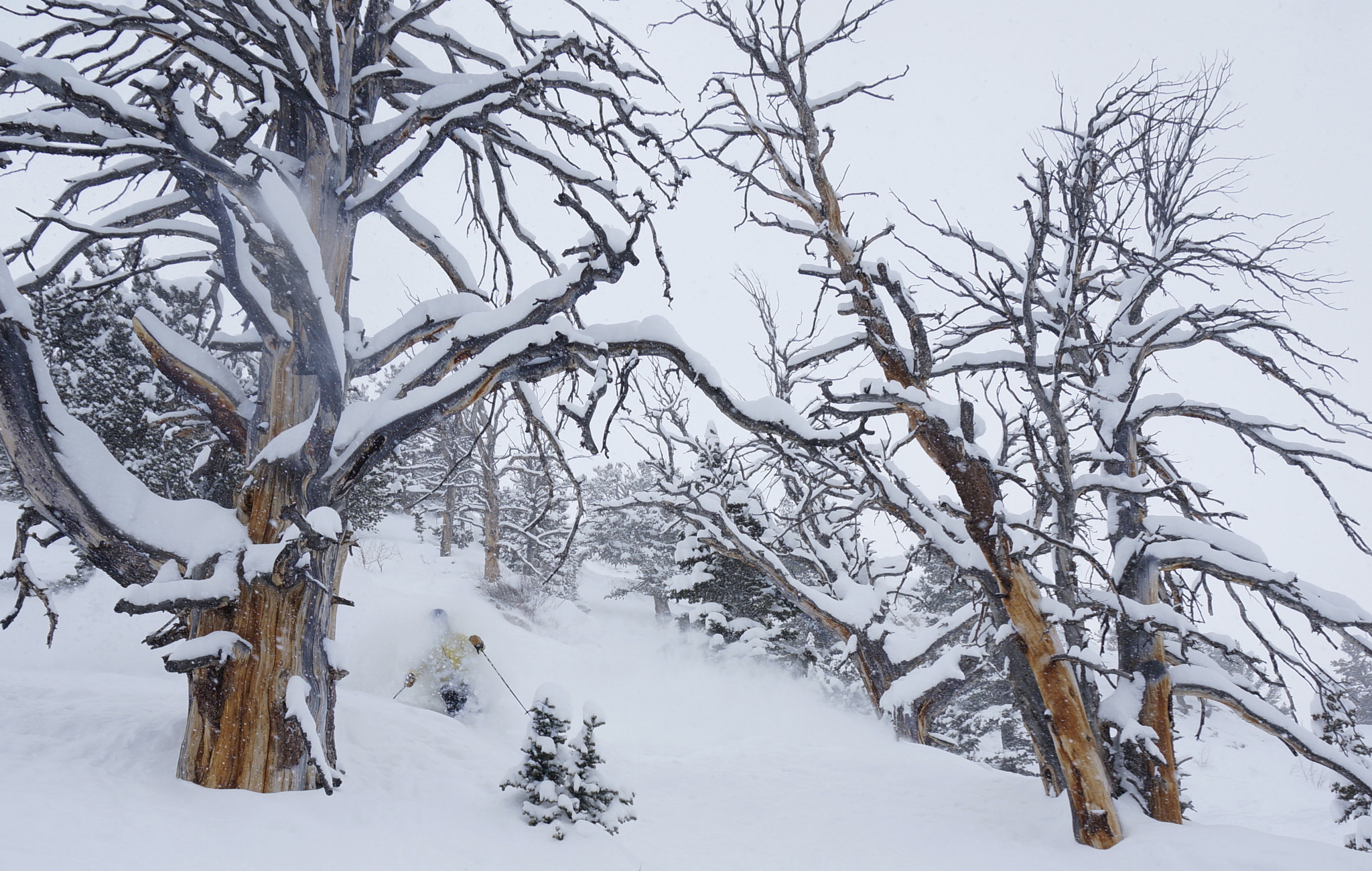 Sony Alpha NEX-6 sample photo. Ski the trees photography