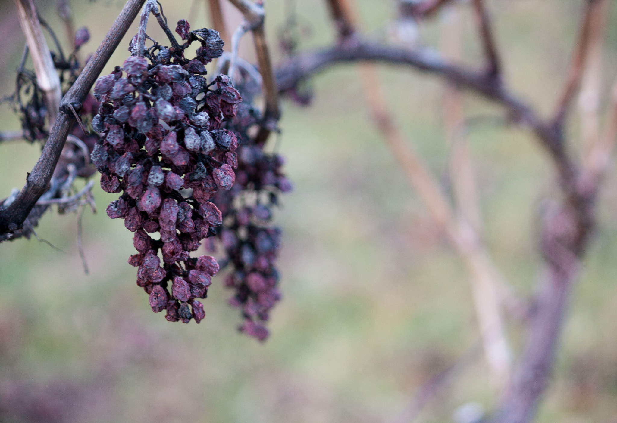 Canon EF-S 55-250mm F4-5.6 IS sample photo. Autumn in winter 2.0 photography