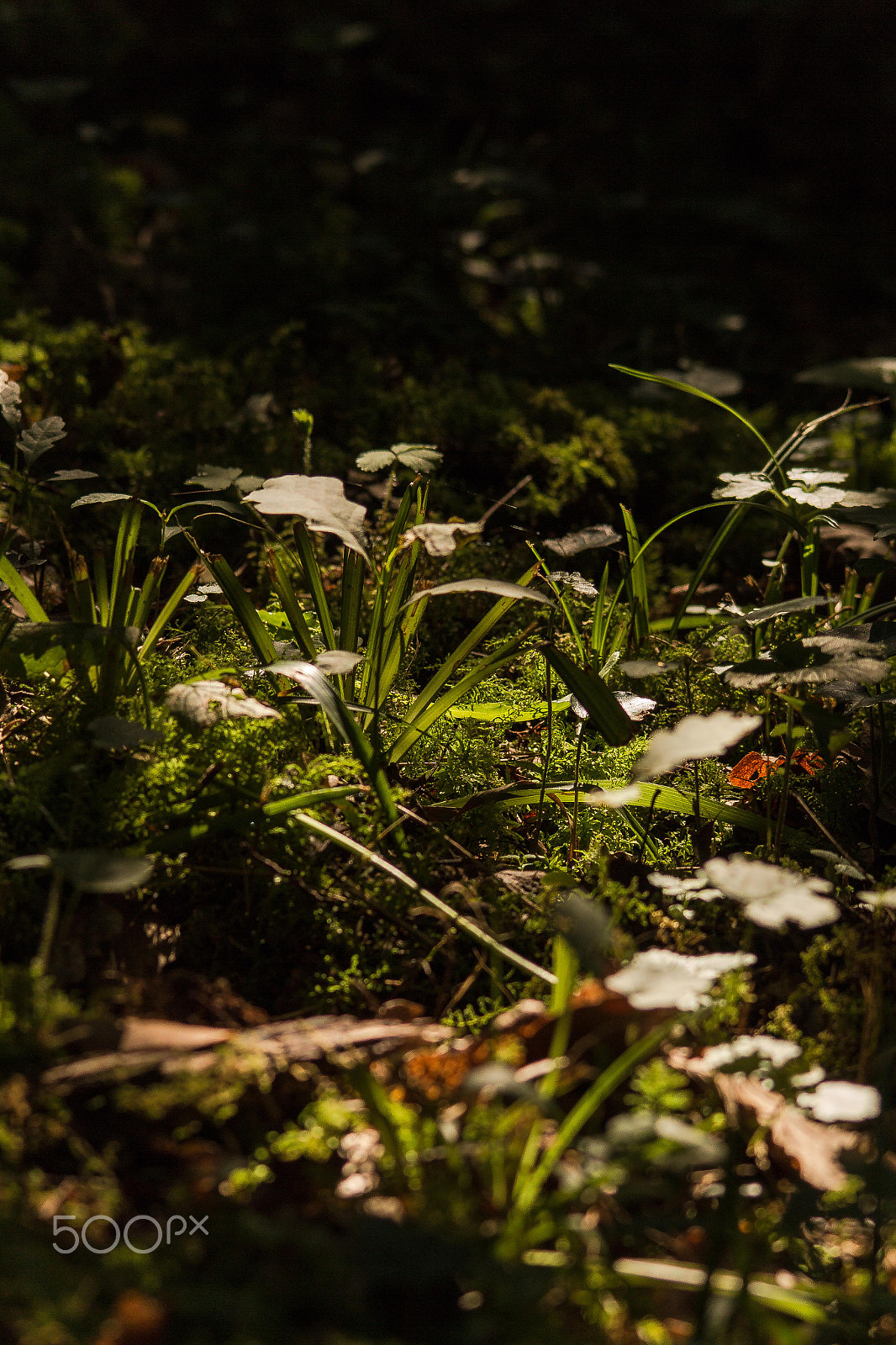 Sigma 150-500mm F5-6.3 DG OS HSM sample photo. In forest photography
