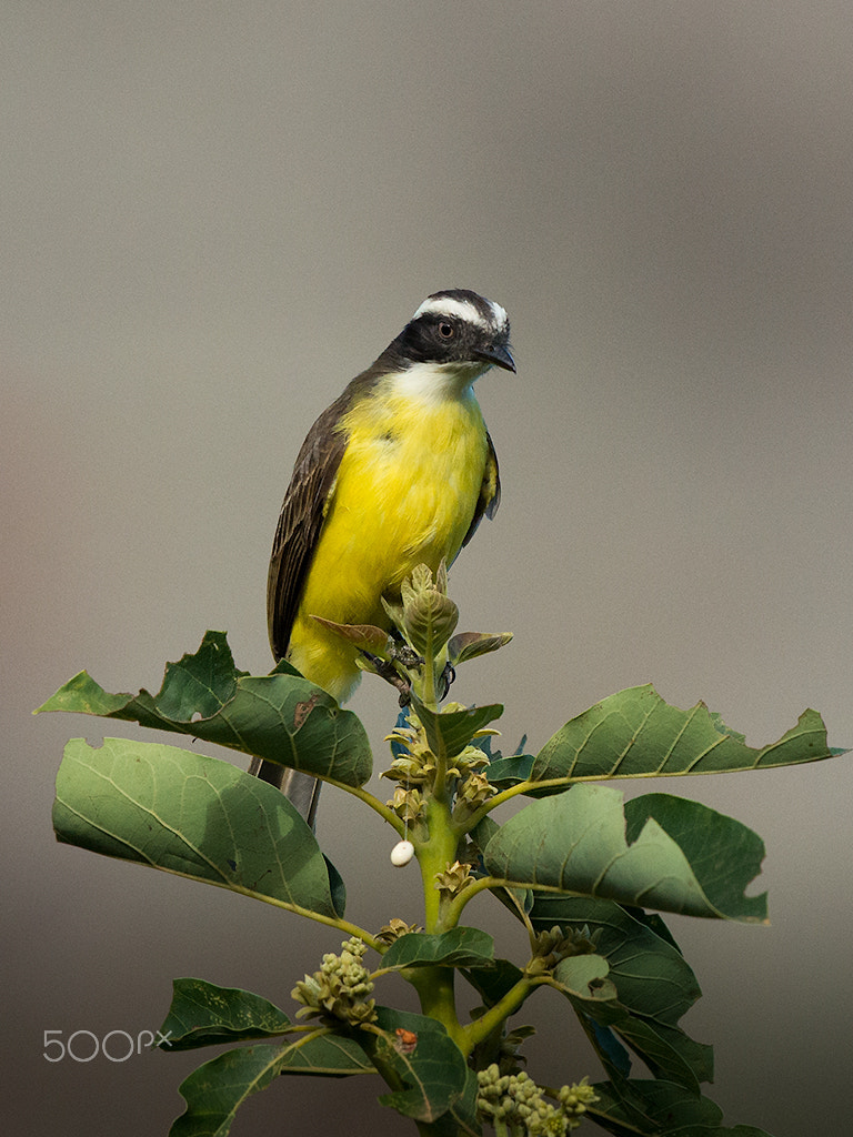 Nikon D800 + Nikon AF-S Nikkor 500mm F4G ED VR sample photo. Myiozetetes similis photography