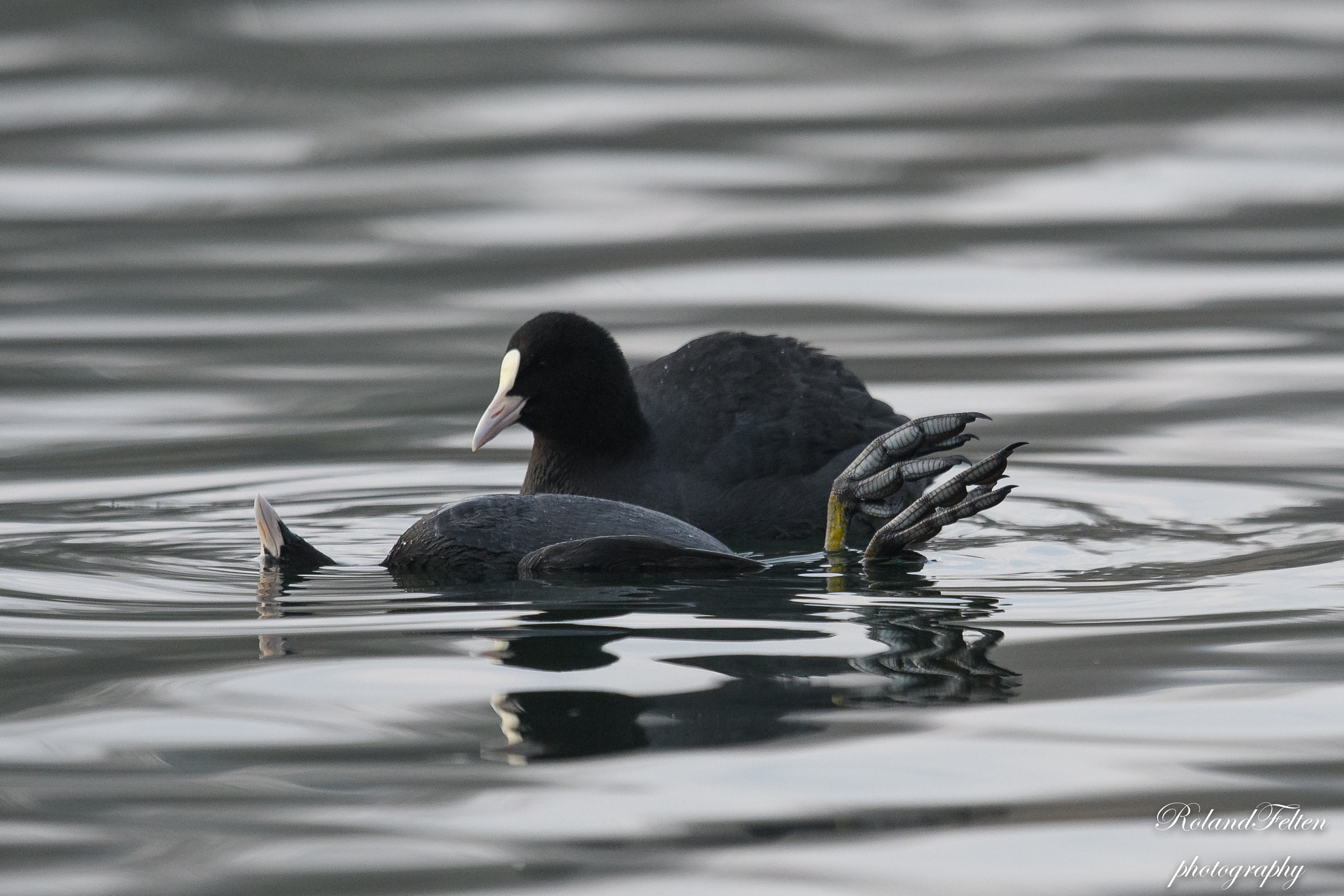 Nikon D500 + Nikon AF-S Nikkor 600mm F4G ED VR sample photo. Life and death ... photography