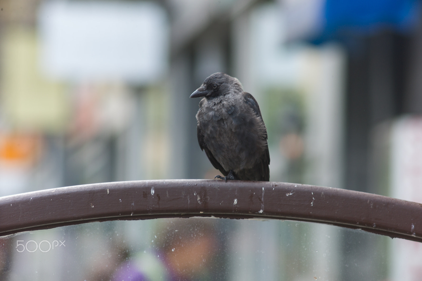 Tele-Elmar-M 135mm f/4 (II) sample photo. Cafe visitor photography