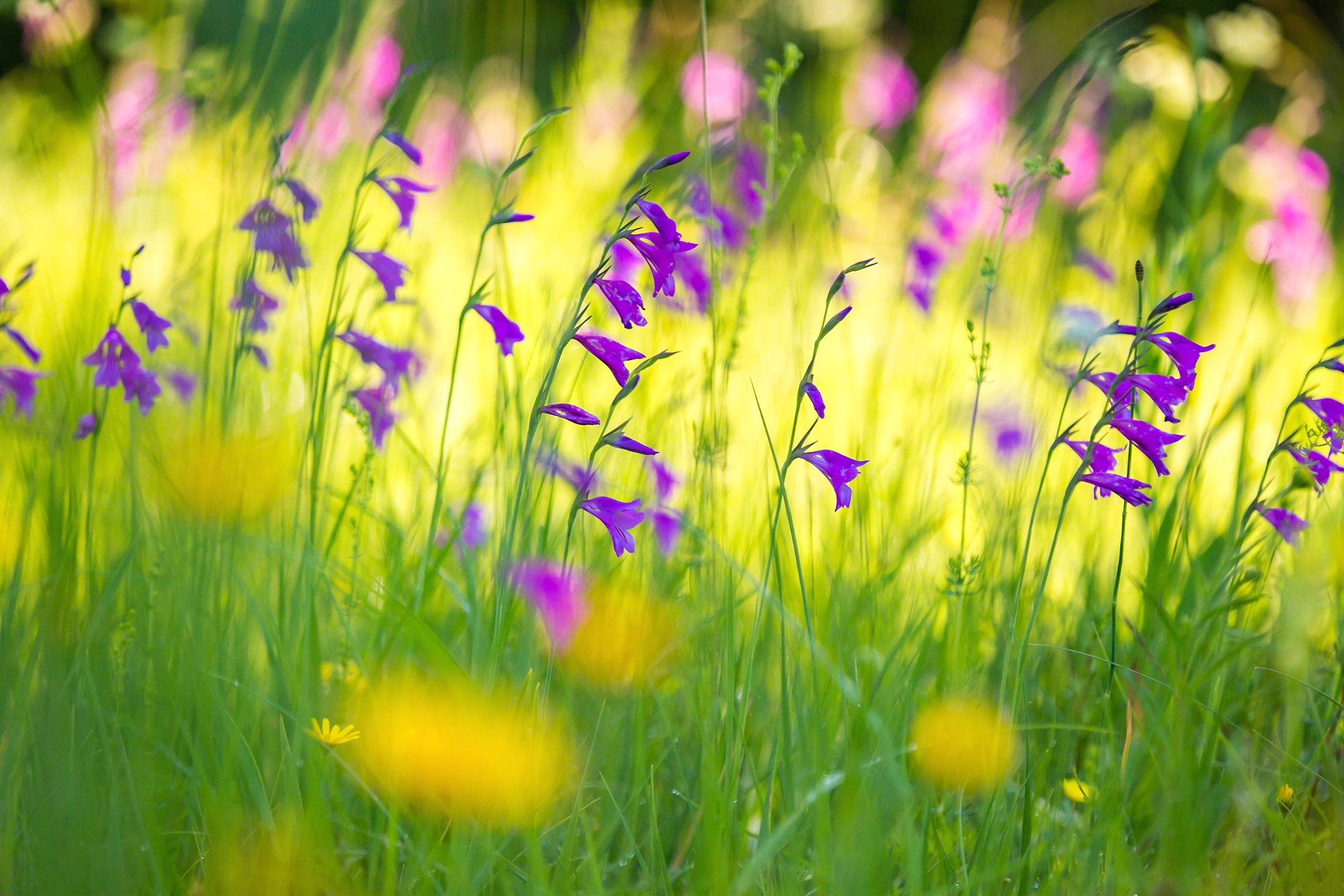 Tamron SP AF 180mm F3.5 Di LD (IF) Macro sample photo. Summer meadow photography