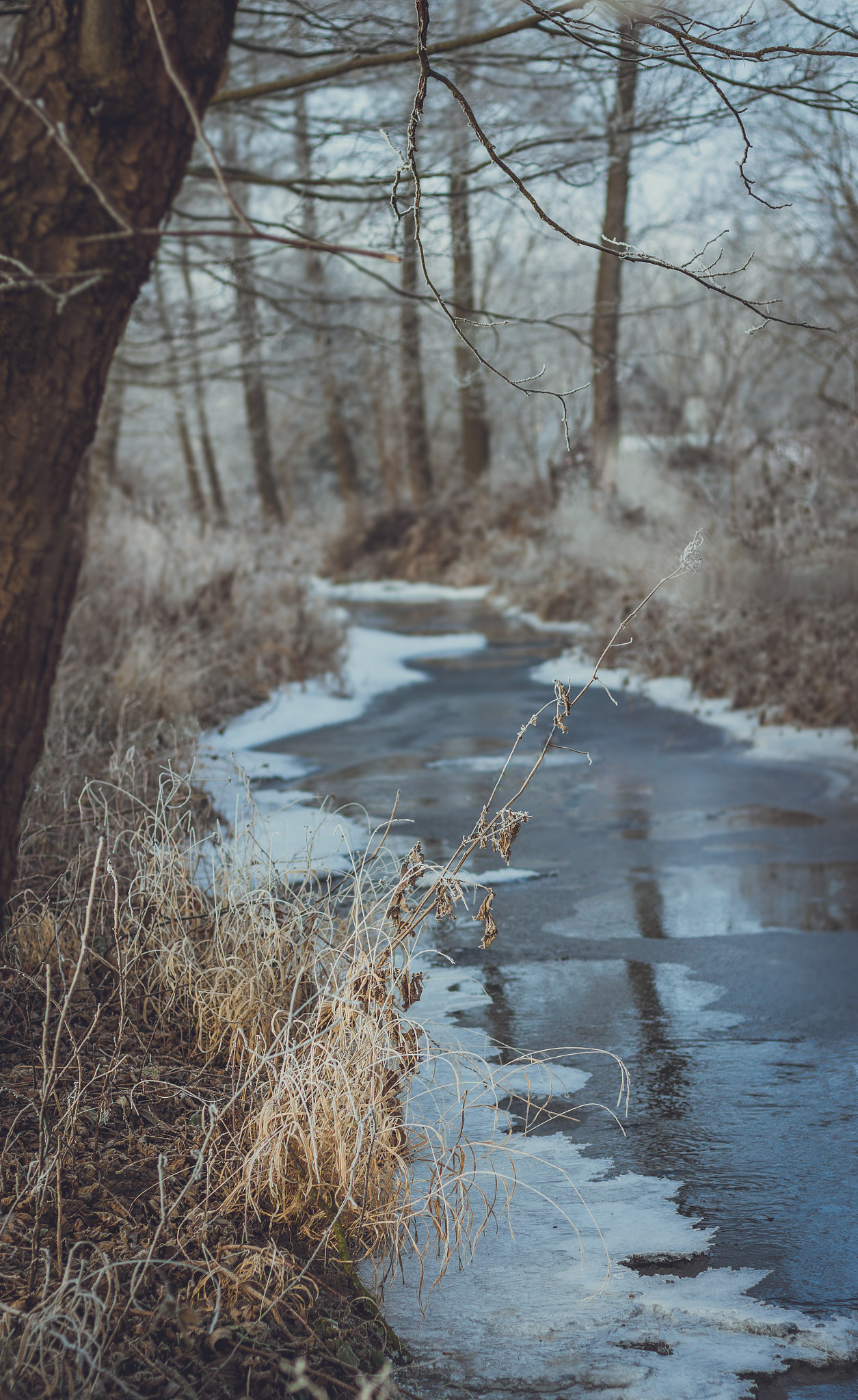 Canon EOS 50D + Canon EF 50mm F1.8 STM sample photo. Frost weather photography