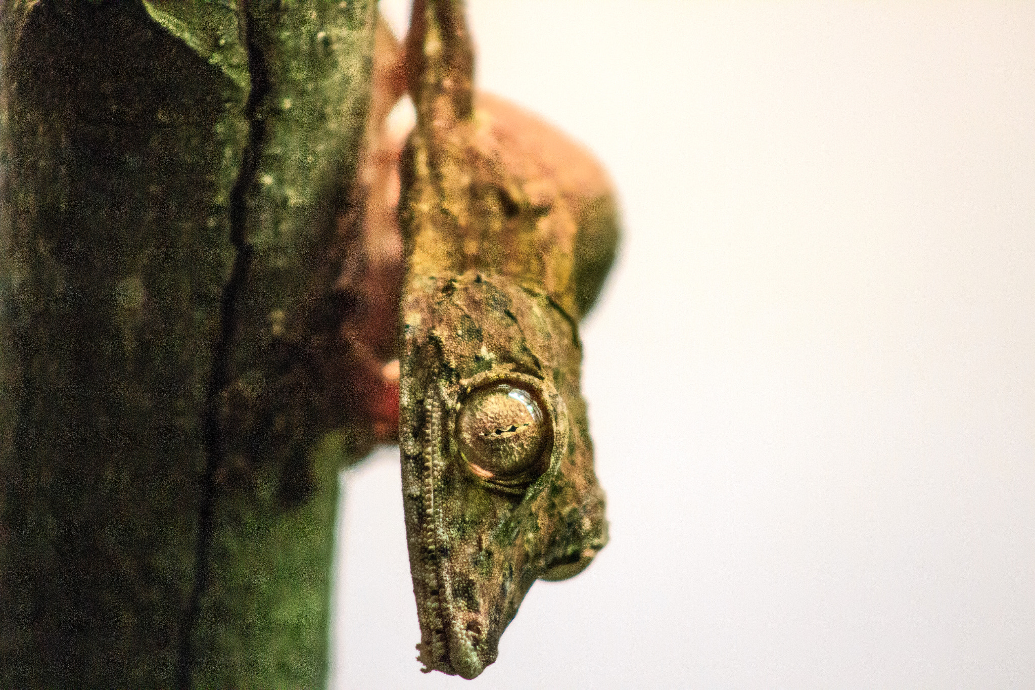 Canon EF 75-300mm f/4-5.6 USM sample photo. Henkel's leaf-tailed gecko photography