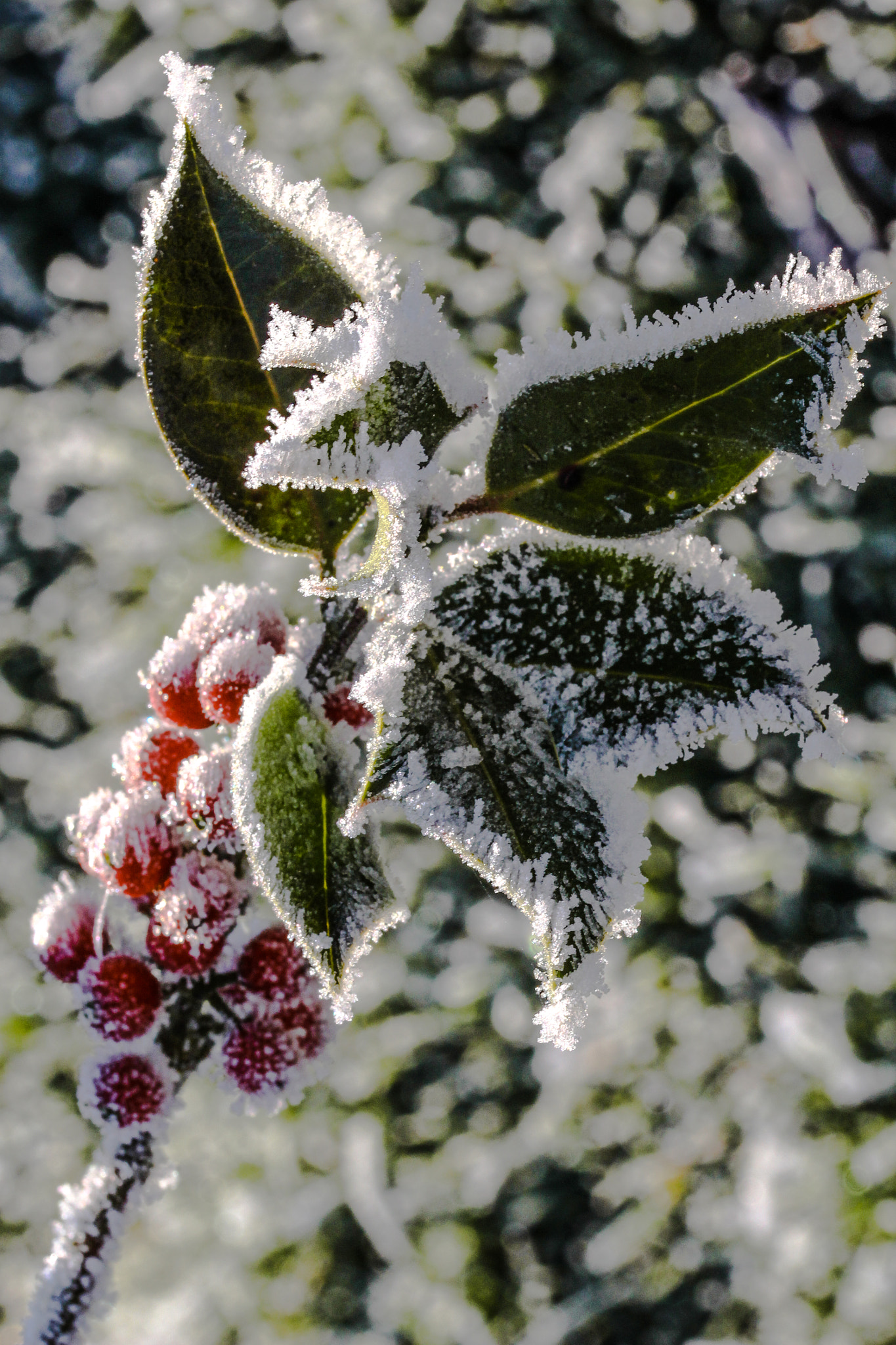 Sigma 105mm F2.8 EX DG OS HSM sample photo. Holly frosted photography