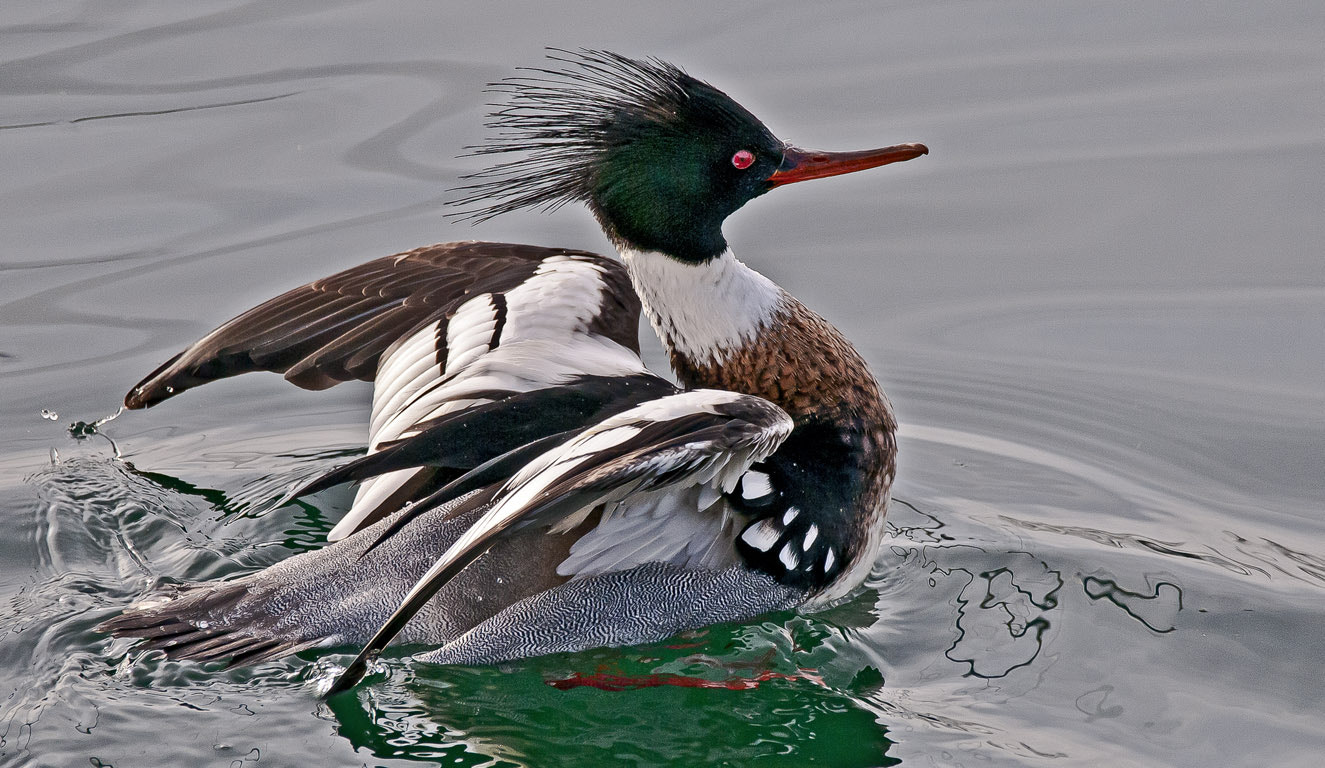 Nikon D300 + Sigma 150-600mm F5-6.3 DG OS HSM | C sample photo. Red-breasted merganser photography