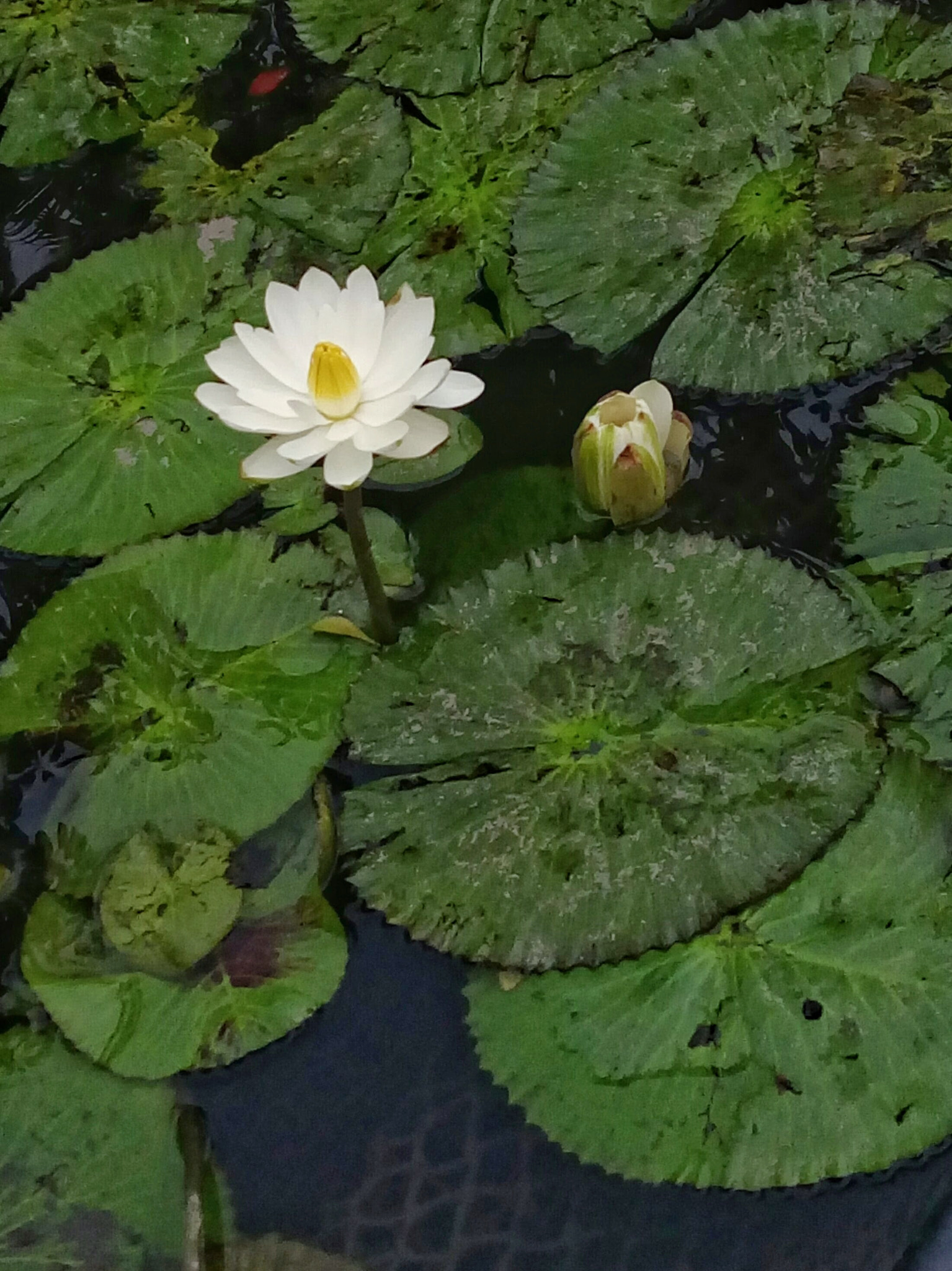 HTC ONE X9 DUAL SIM sample photo. ..early morning , .. waterlilies photography
