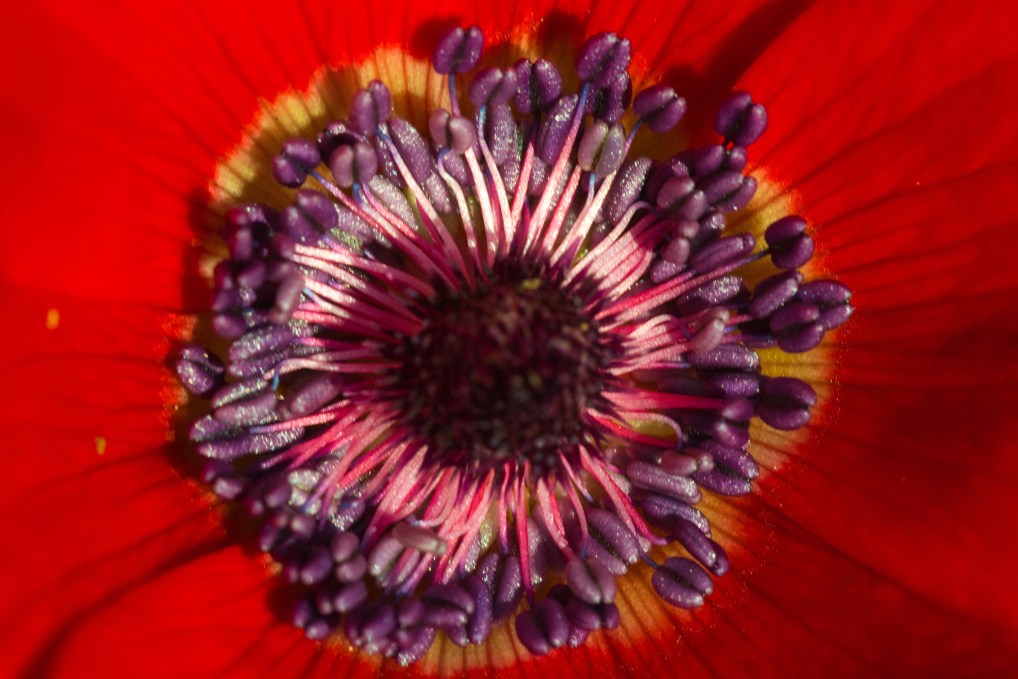 Sigma 150mm f/2.8 EX DG OS HSM APO Macro sample photo. Eye of mordir photography