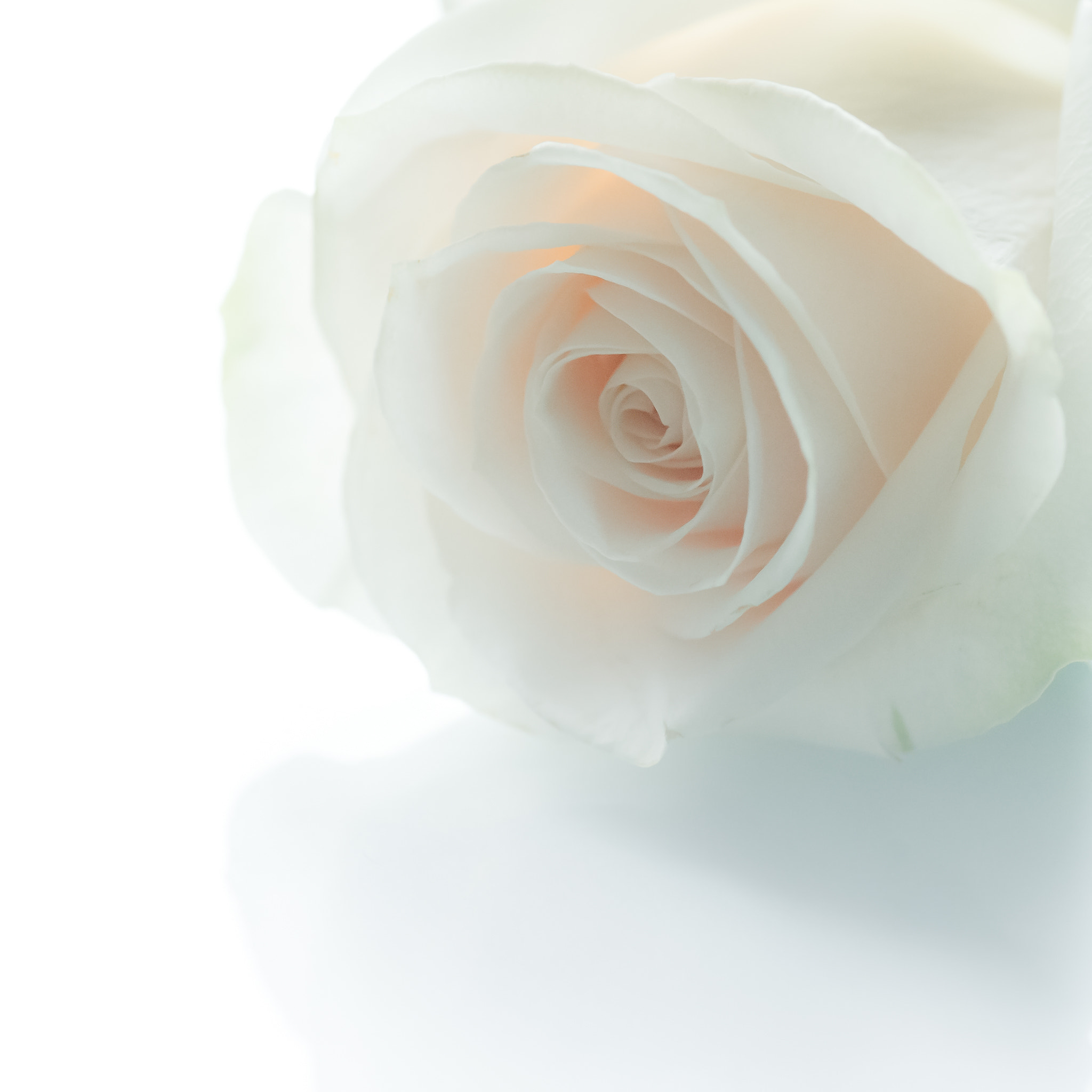 Nikon D4S sample photo. These flowers... photography