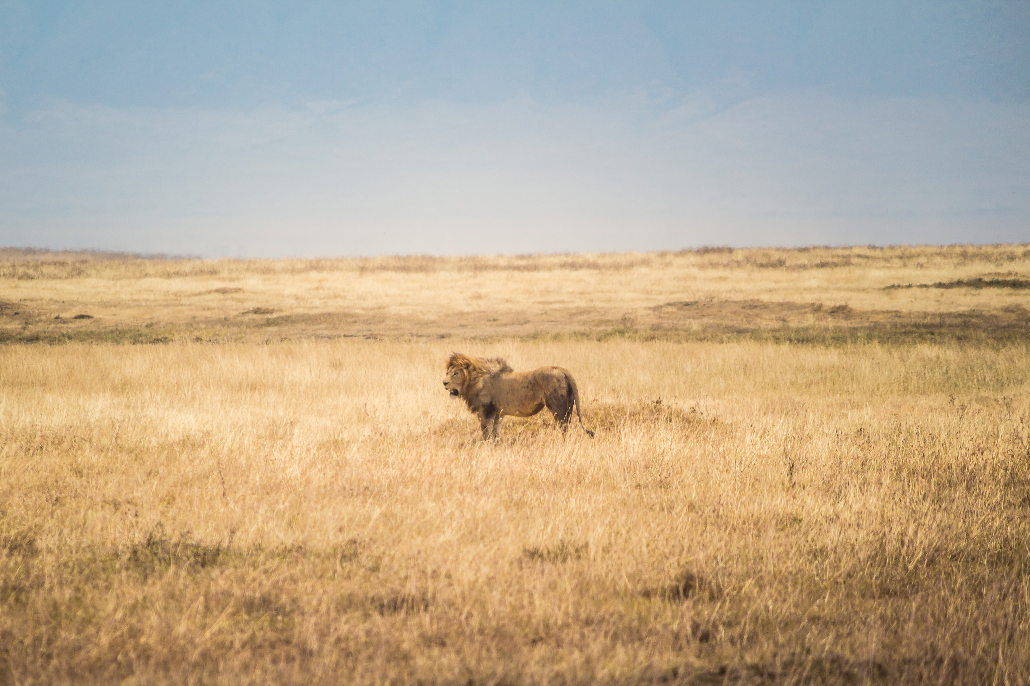 Canon EF-S 55-250mm F4-5.6 IS sample photo. The lion king photography
