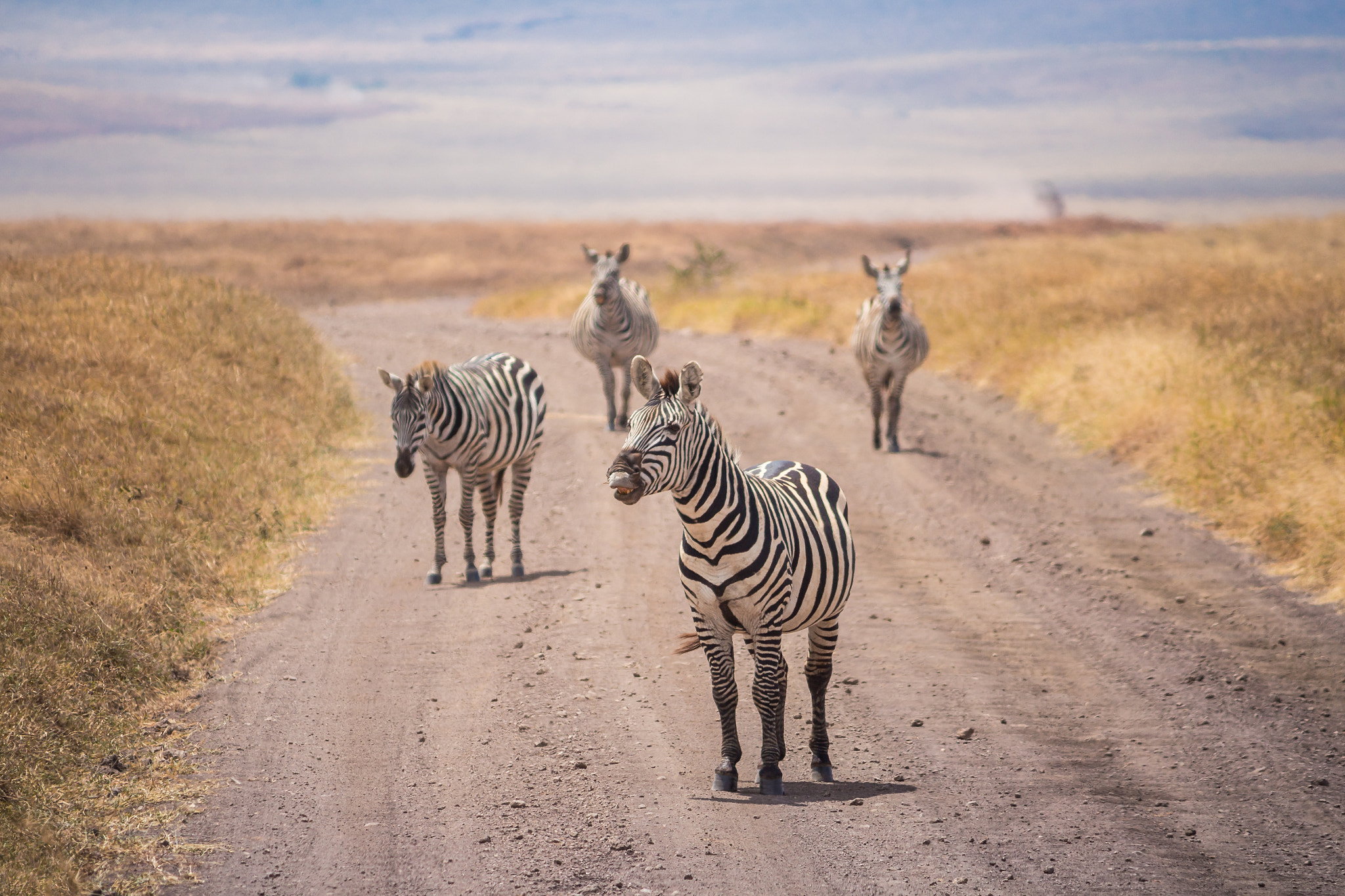 Canon EF-S 55-250mm F4-5.6 IS sample photo. Zebras on the road photography