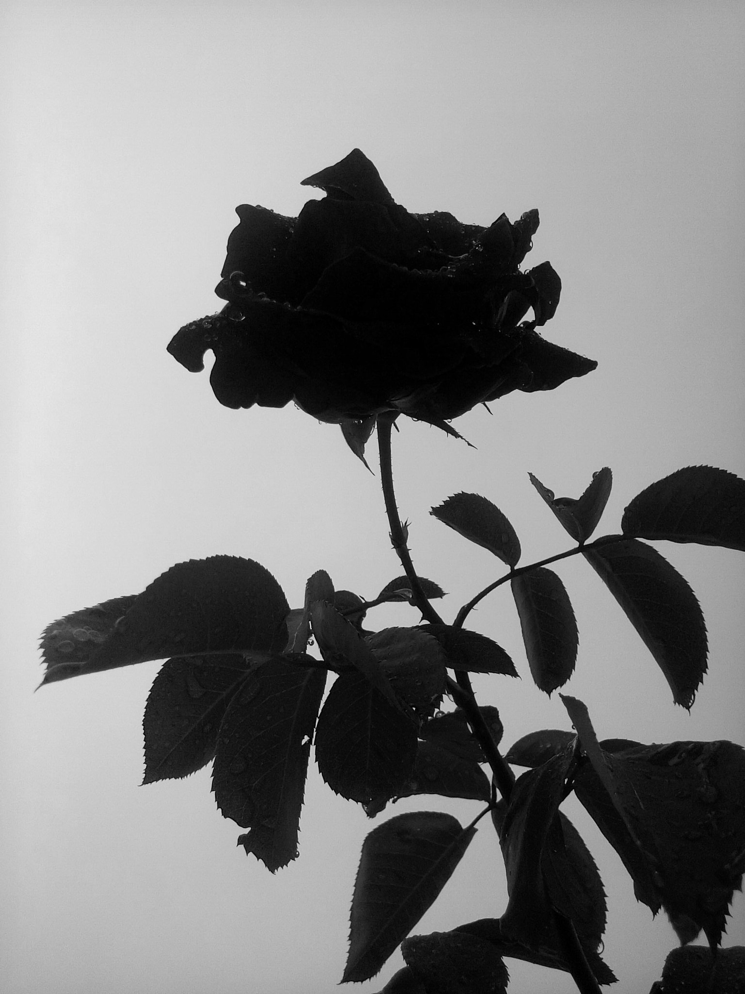 LG H326TV sample photo. Um pequena rosa , no escuro  photography