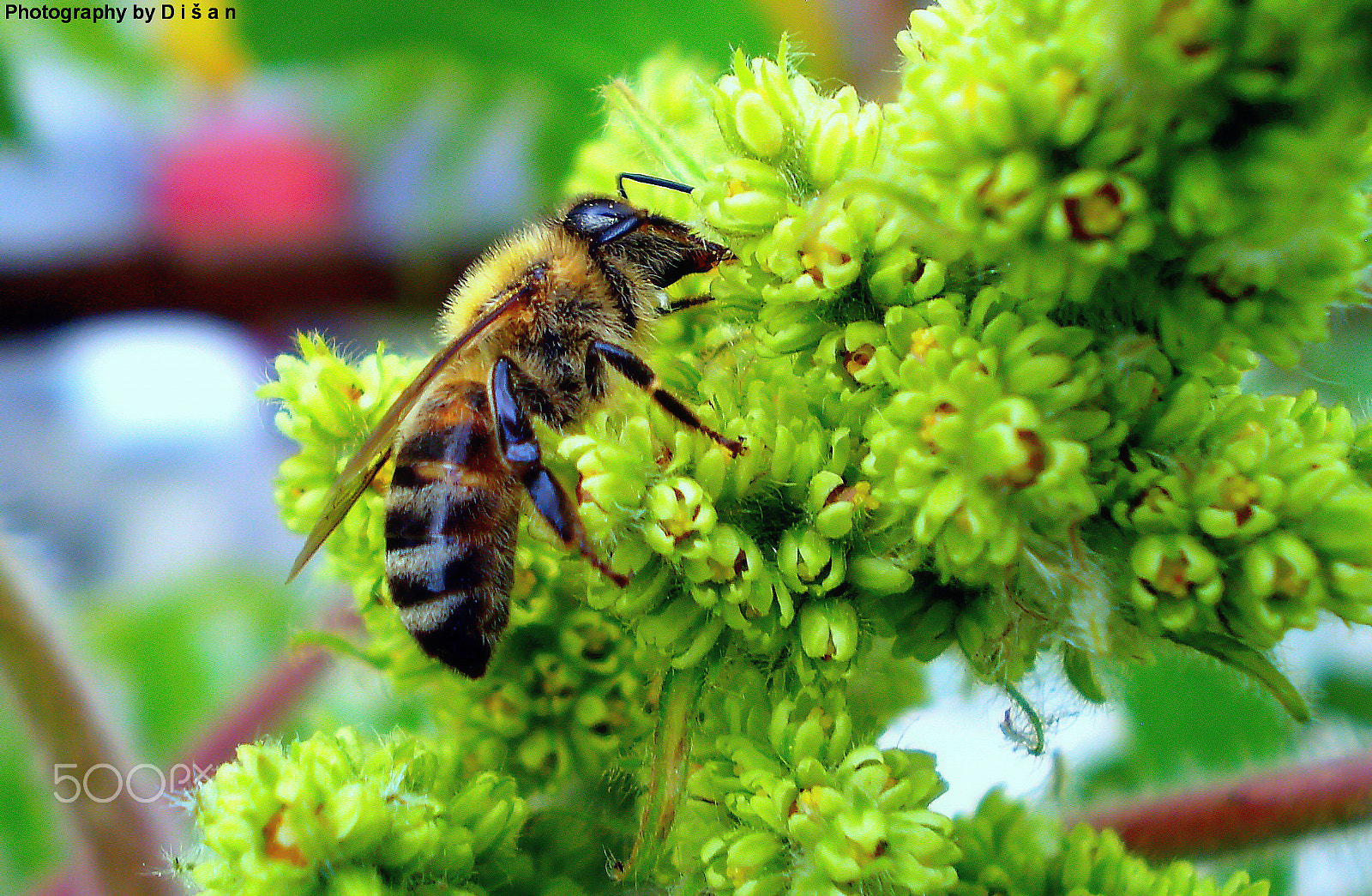 Olympus FE210,X775 sample photo. Bee 2 photography