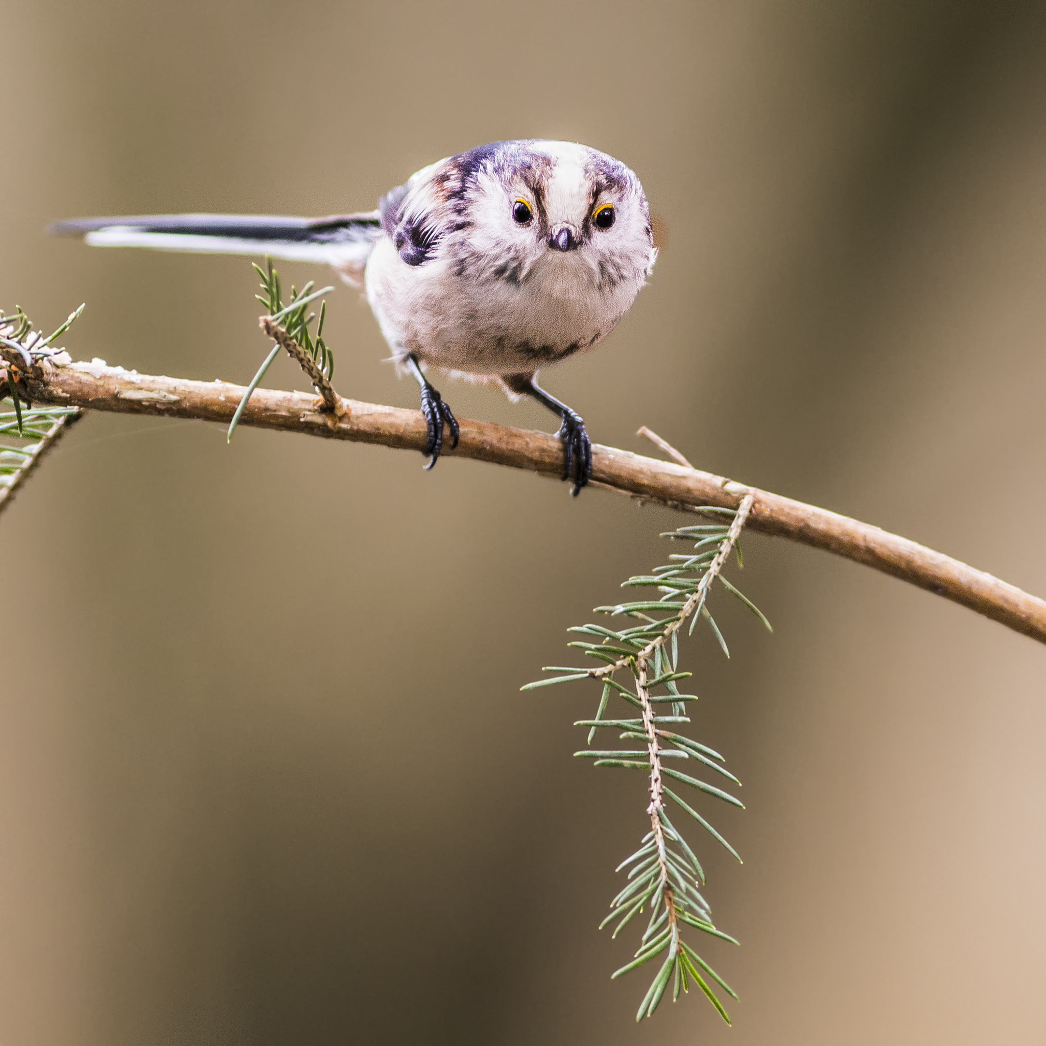Nikon AF-S Nikkor 300mm F2.8G ED VR II sample photo. Long tailed tit photography