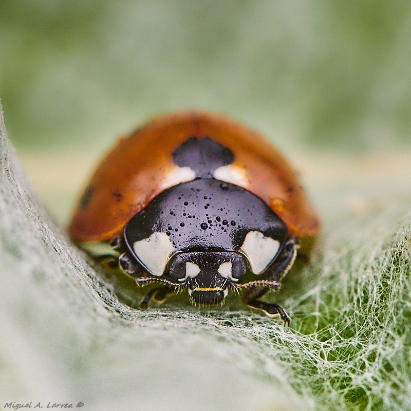 Sony ILCA-77M2 sample photo. Coccinella photography