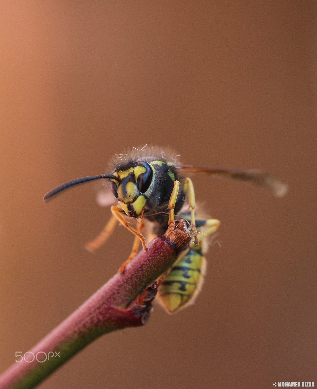 Canon EF-S 60mm F2.8 Macro USM sample photo. Bee photography
