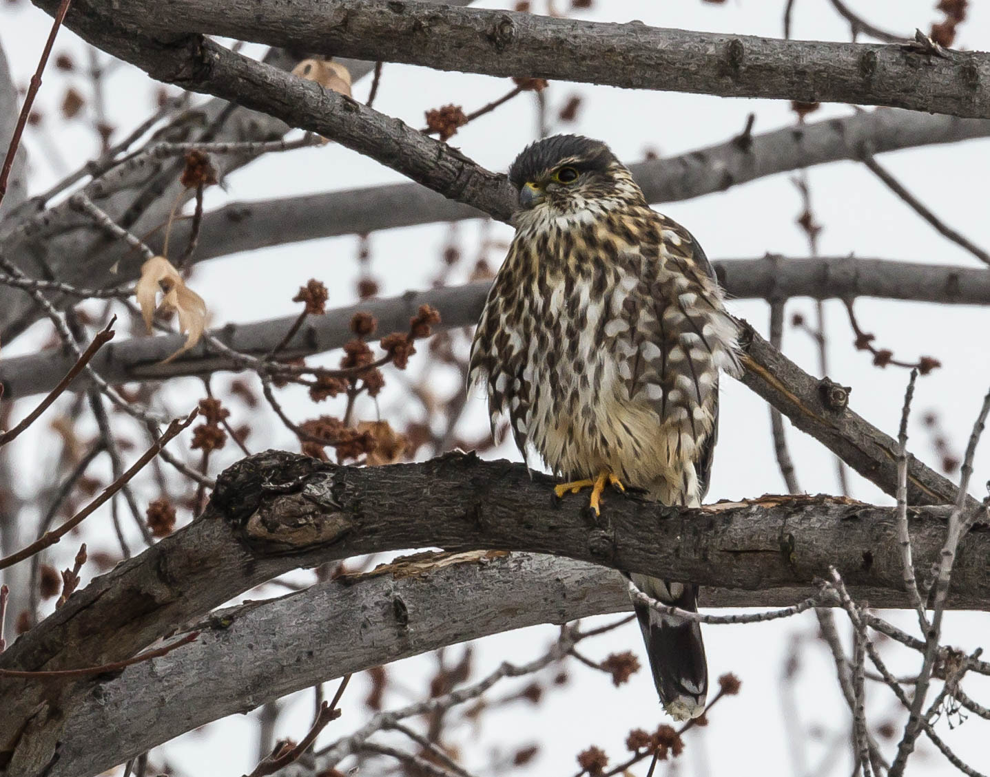 Canon EOS 600D (Rebel EOS T3i / EOS Kiss X5) sample photo. Little winter hawk photography