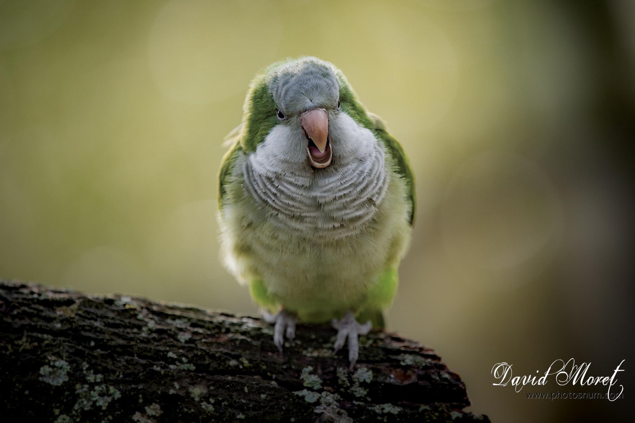 Nikon Nikkor AF-S 300mm F4E PF ED VR sample photo. Terre de singes photography