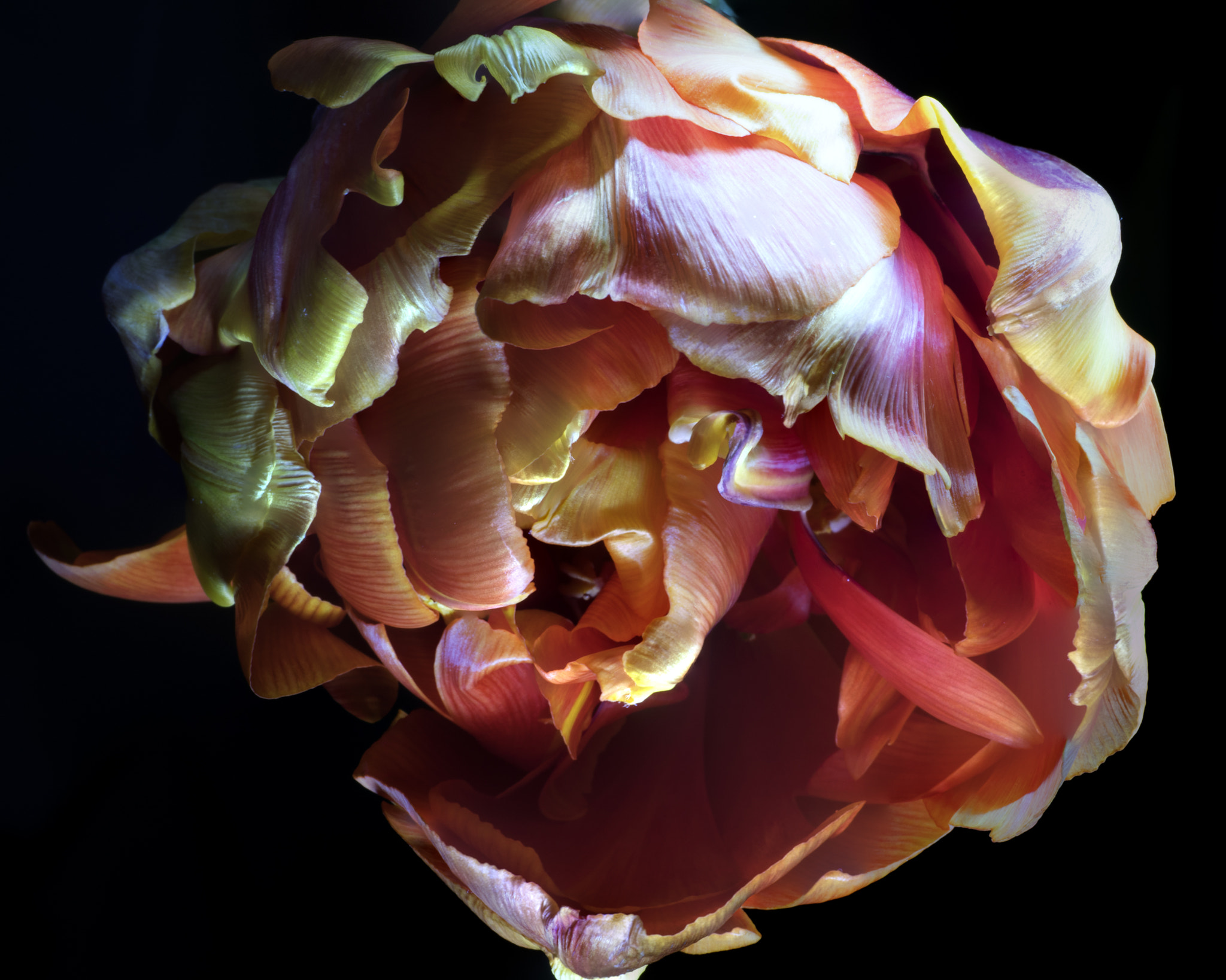 Panasonic Leica DG Macro-Elmarit 45mm F2.8 ASPH OIS sample photo. Tulpe photography