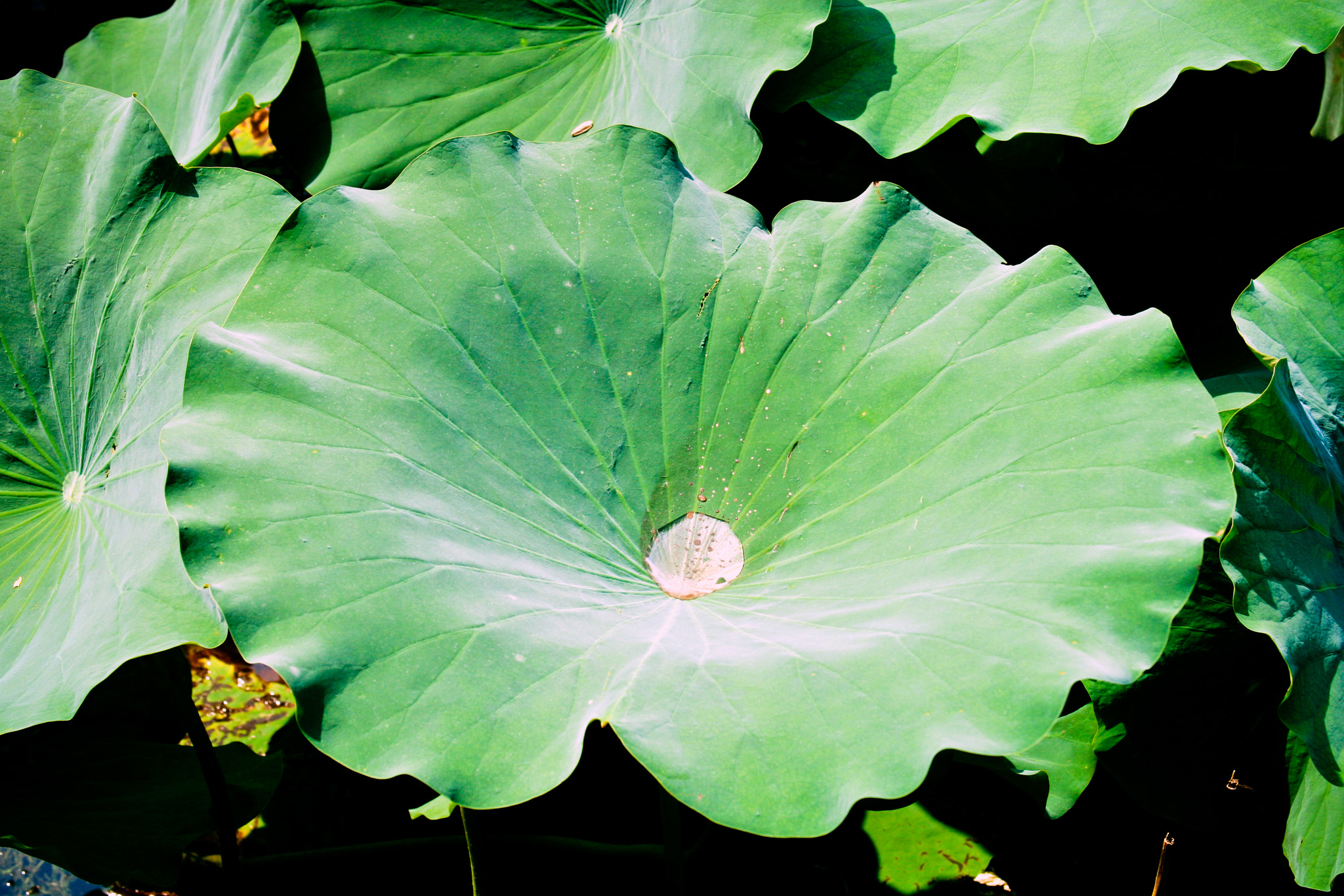 Canon EF 28-135mm F3.5-5.6 IS USM sample photo. Lotus leaves photography