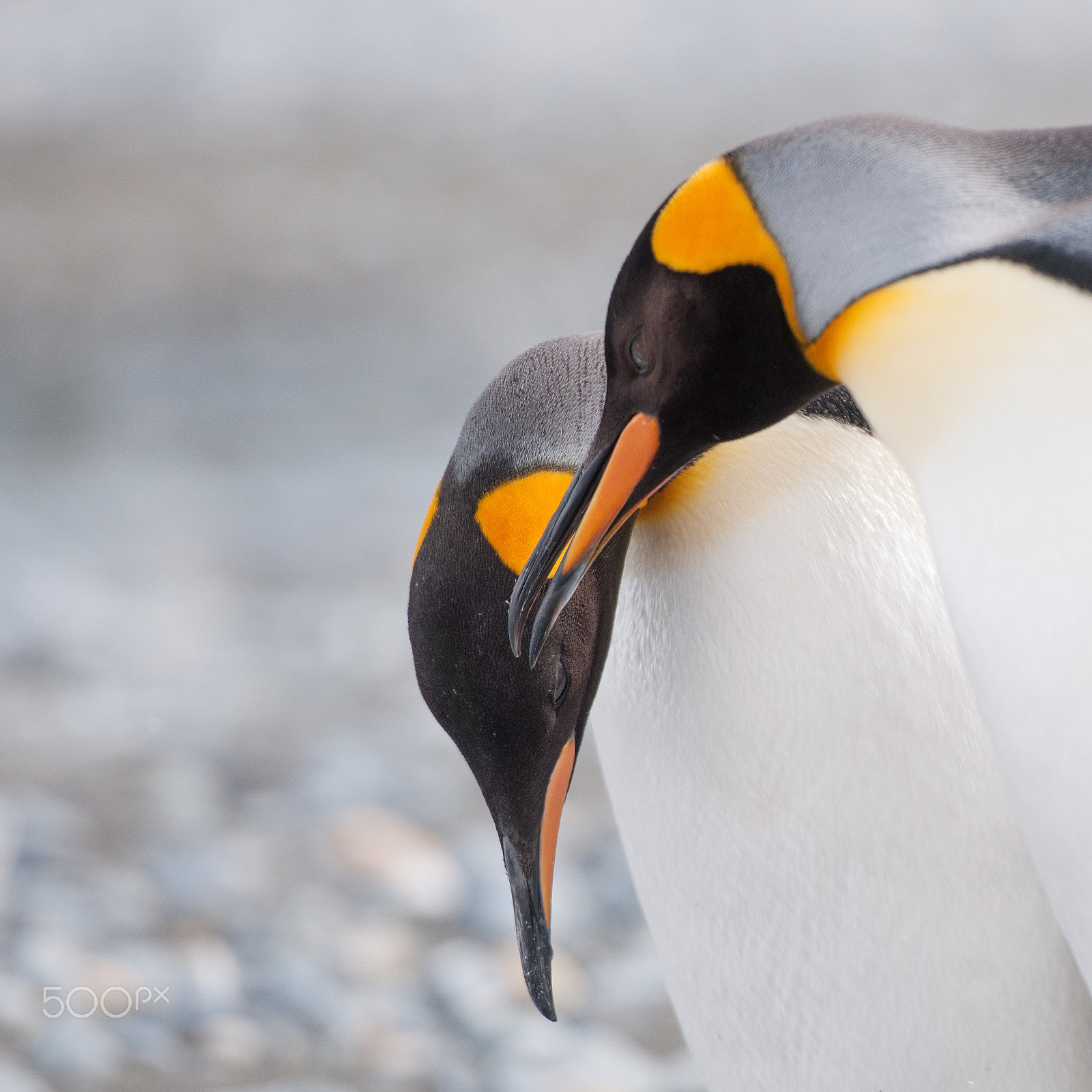 Nikon AF-S Nikkor 70-200mm F2.8G ED VR II sample photo. Penguin love photography
