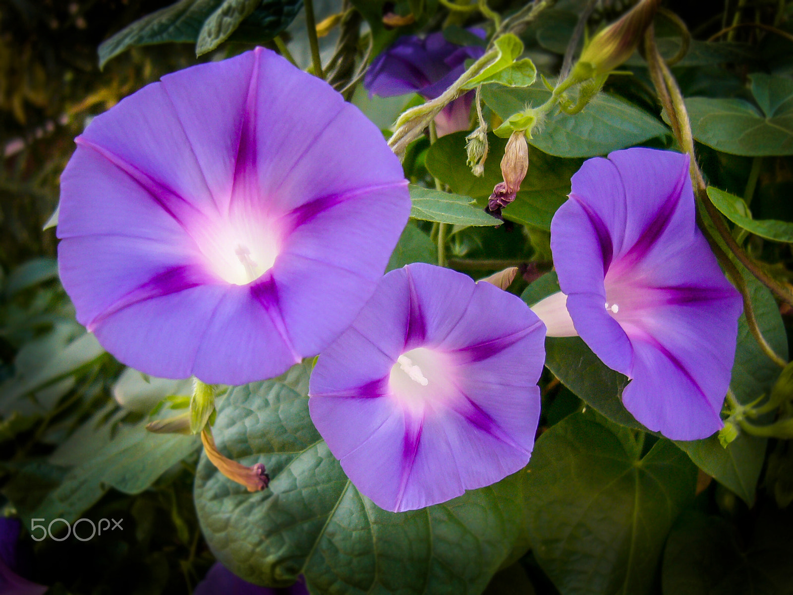 Panasonic DMC-LC80 sample photo. Petunia photography