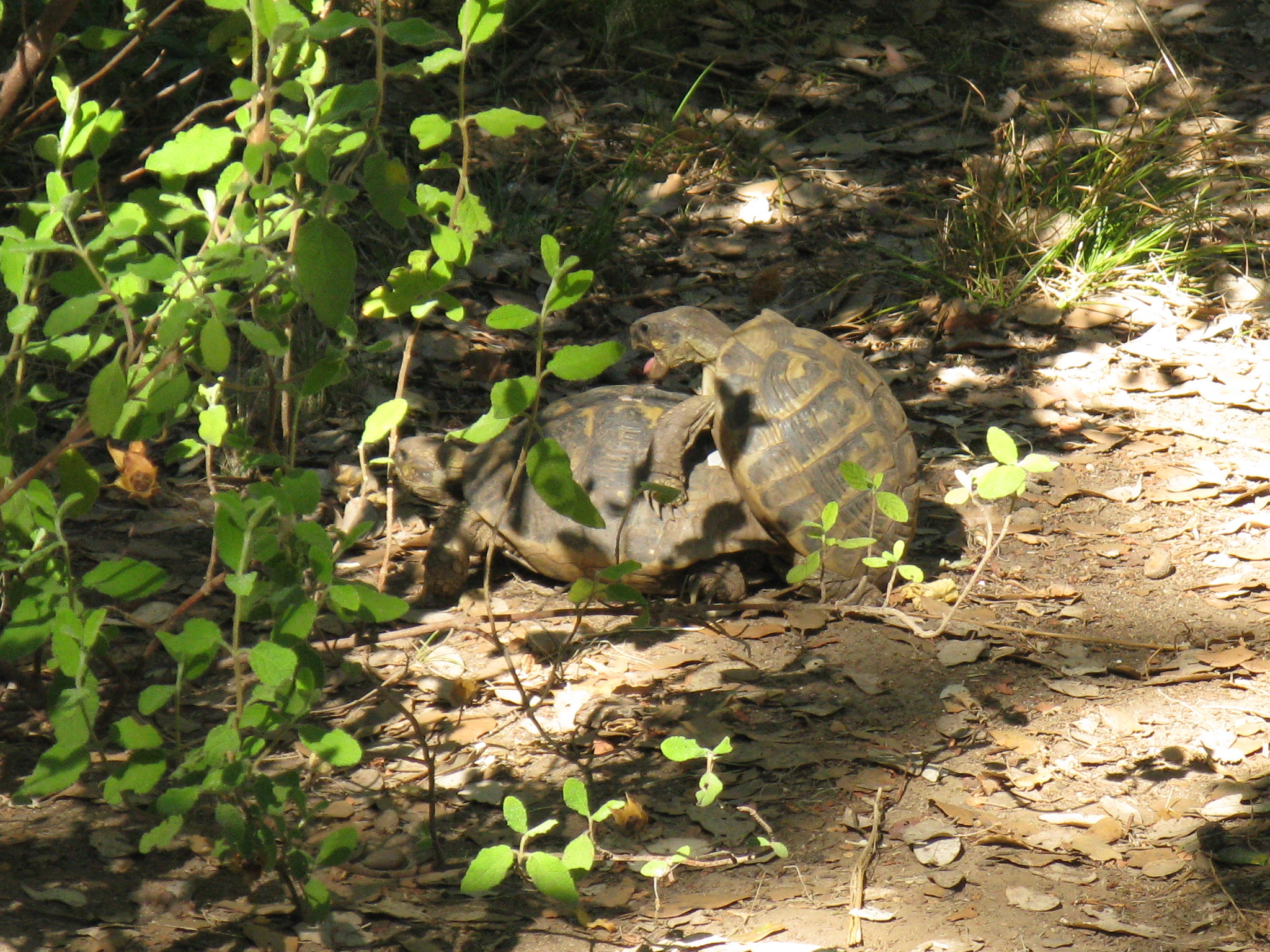 Canon POWERSHOT A720 IS sample photo. Turtles making turtles photography