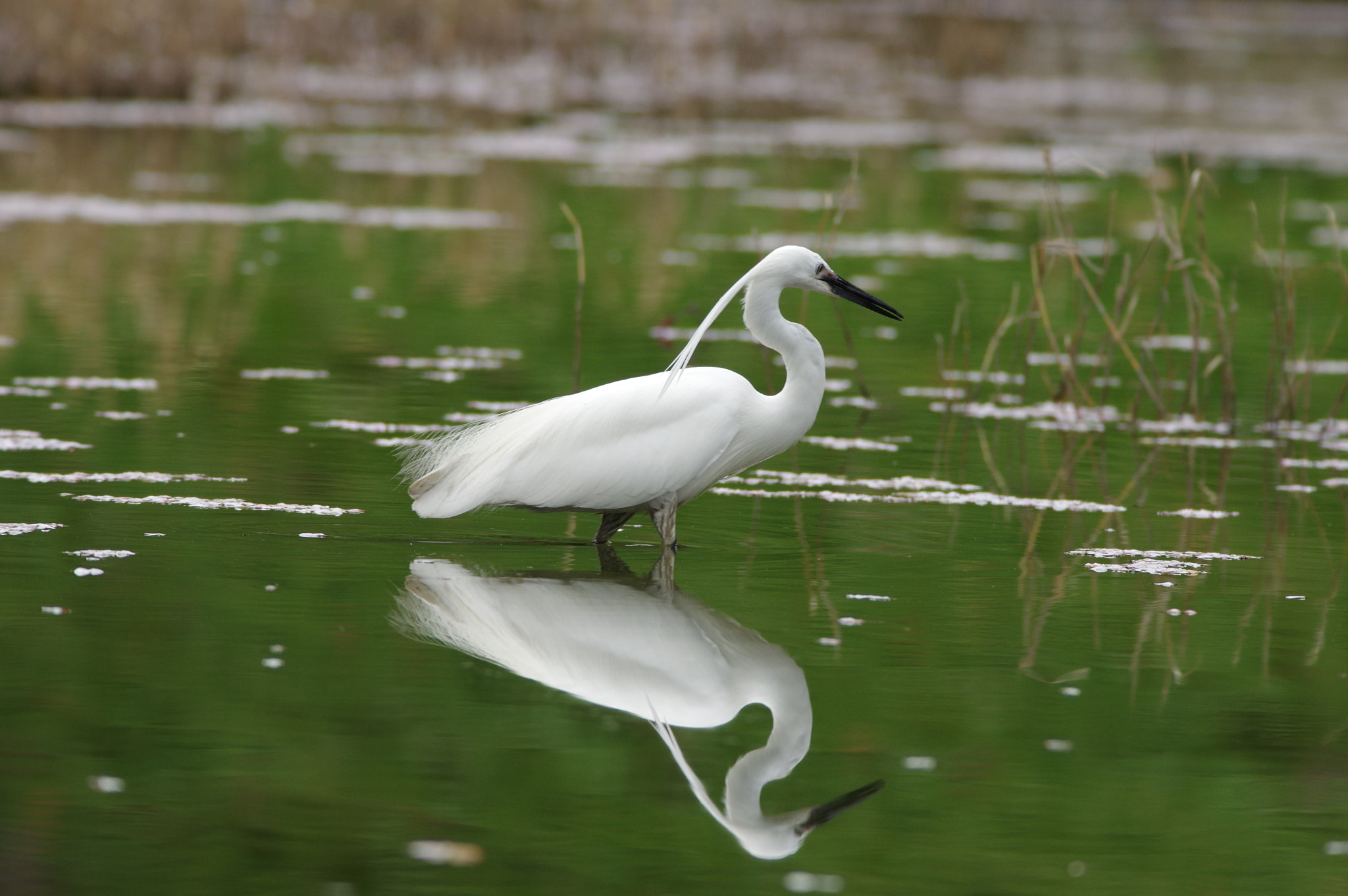 Pentax K-3 sample photo. Quiet water surface photography